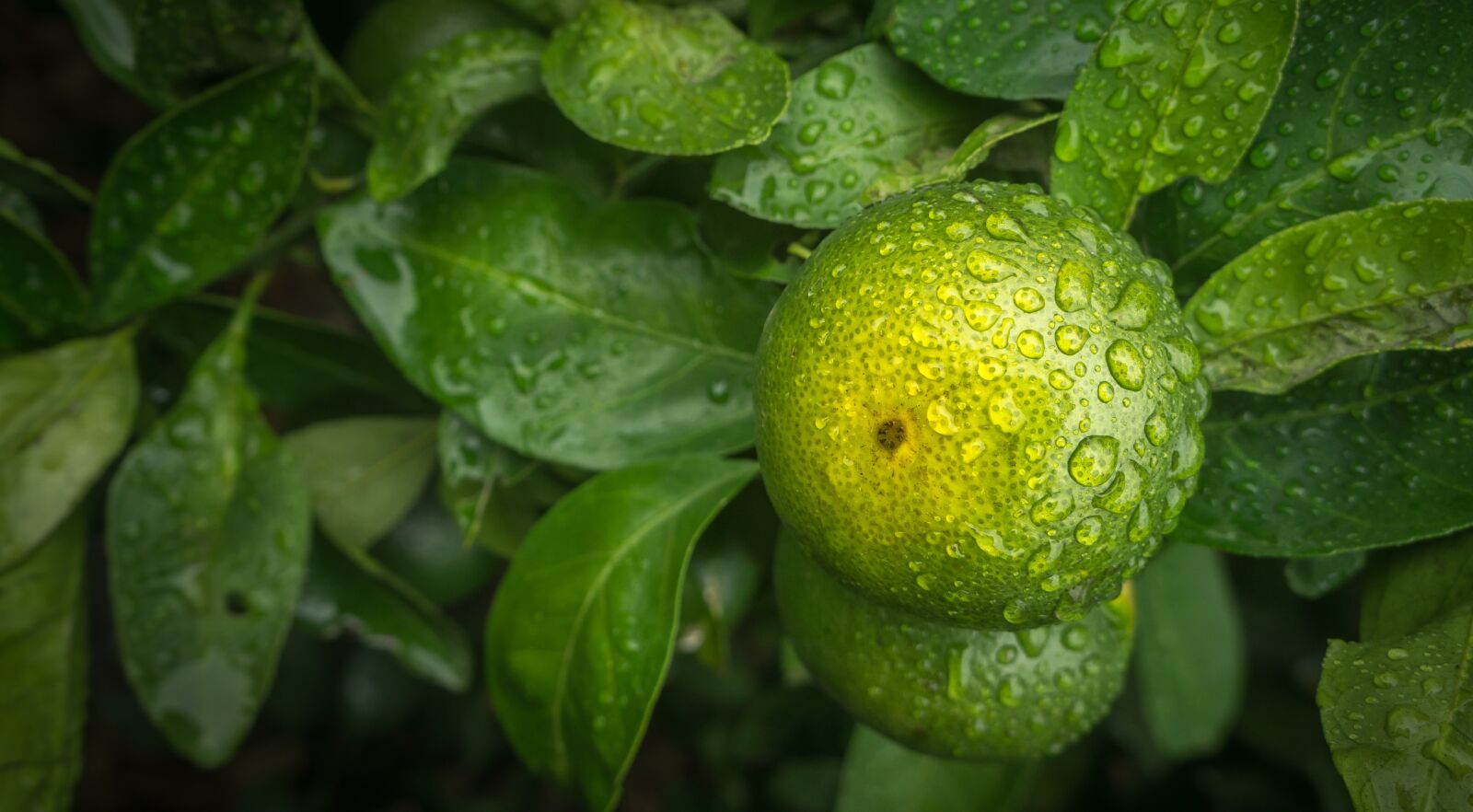 Sony Alpha NEX-5N sample photo. Tangerine, orange, fruit photography