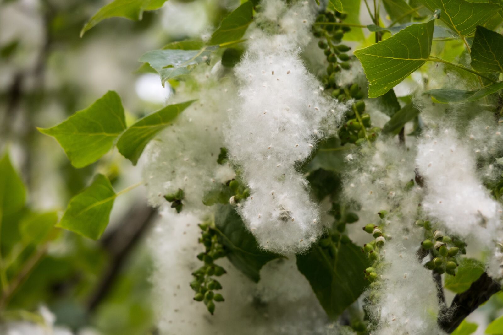Canon PowerShot G3 X sample photo. Poplar, seeds, poplar fluff photography