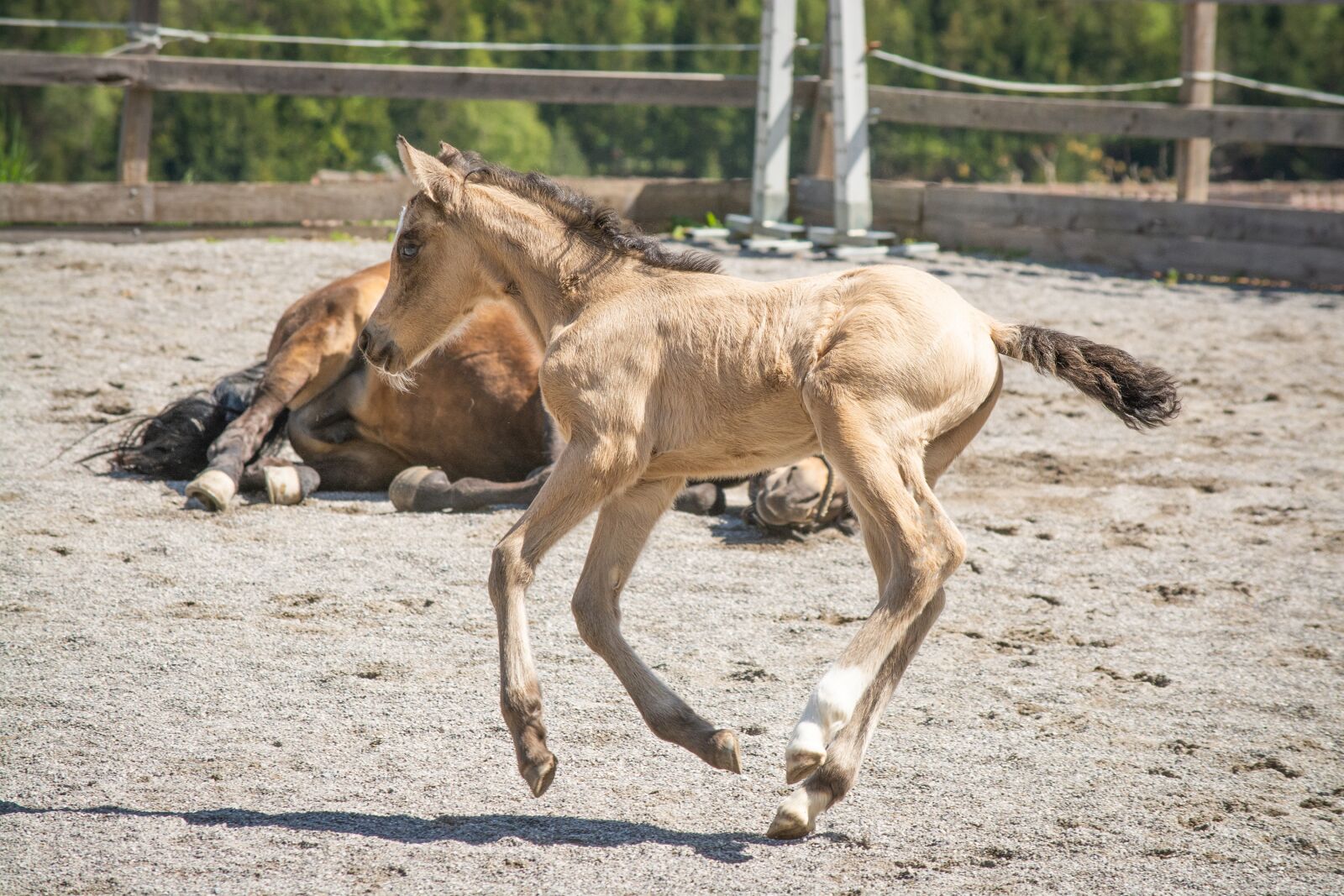 Nikon D7100 sample photo. Foal, jump, cocky photography