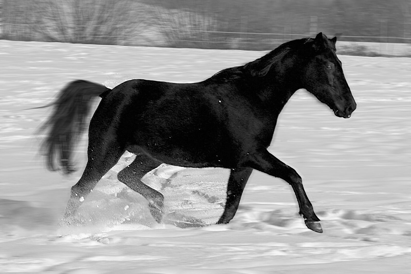 Canon EOS 760D (EOS Rebel T6s / EOS 8000D) sample photo. Horse, gallop, thoroughbred arabian photography