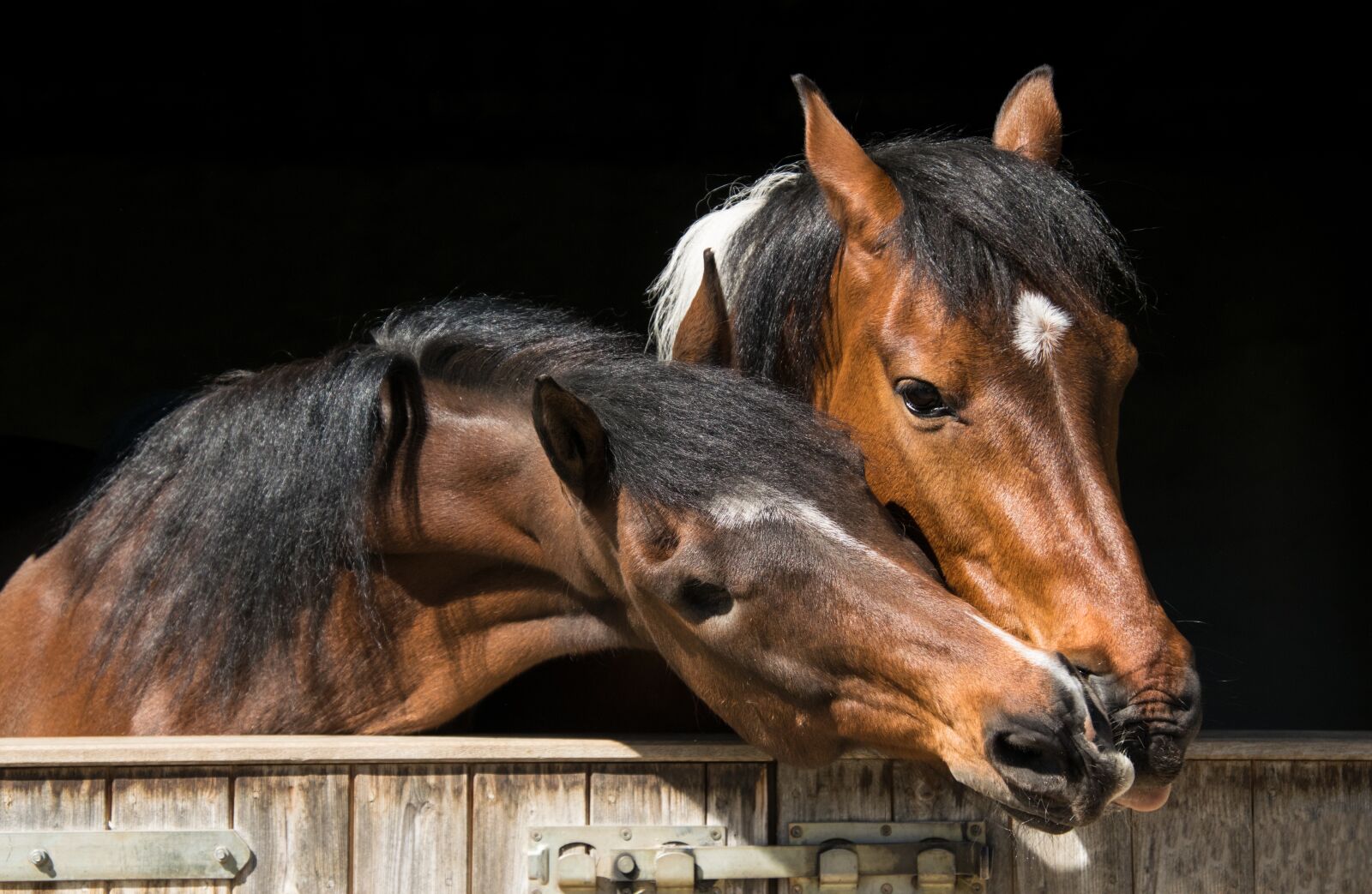 Nikon D3300 sample photo. Animal, cavalry, mammal photography