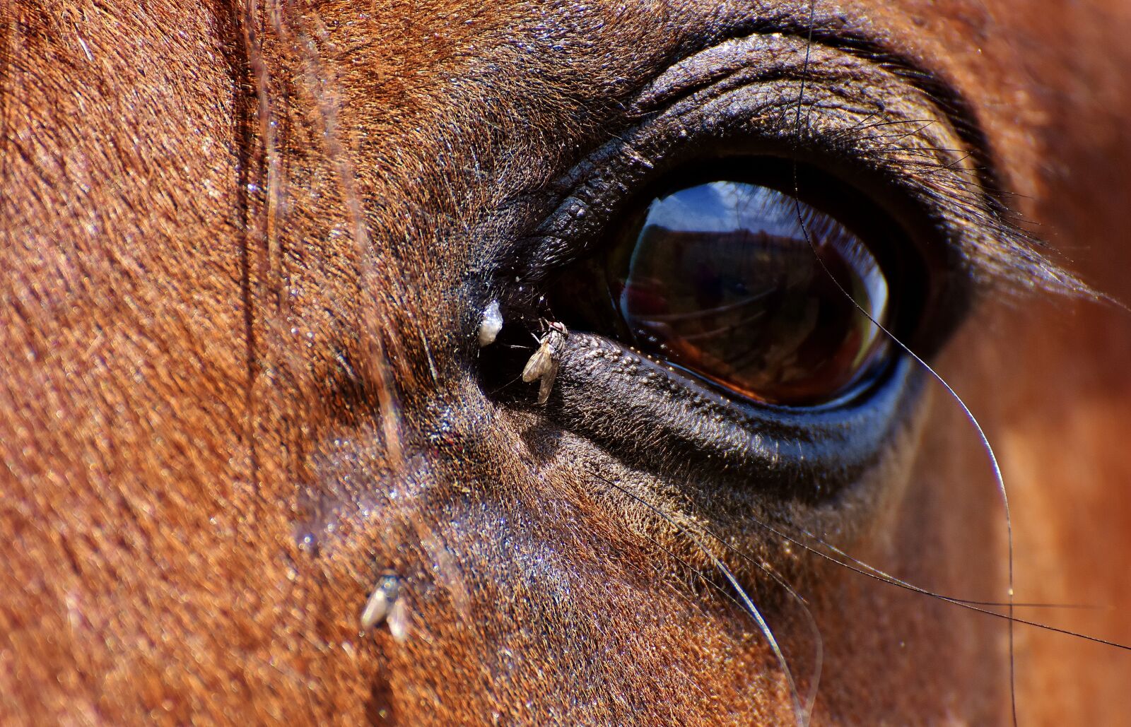 Nikon D7200 sample photo. Horse, brown, eye photography