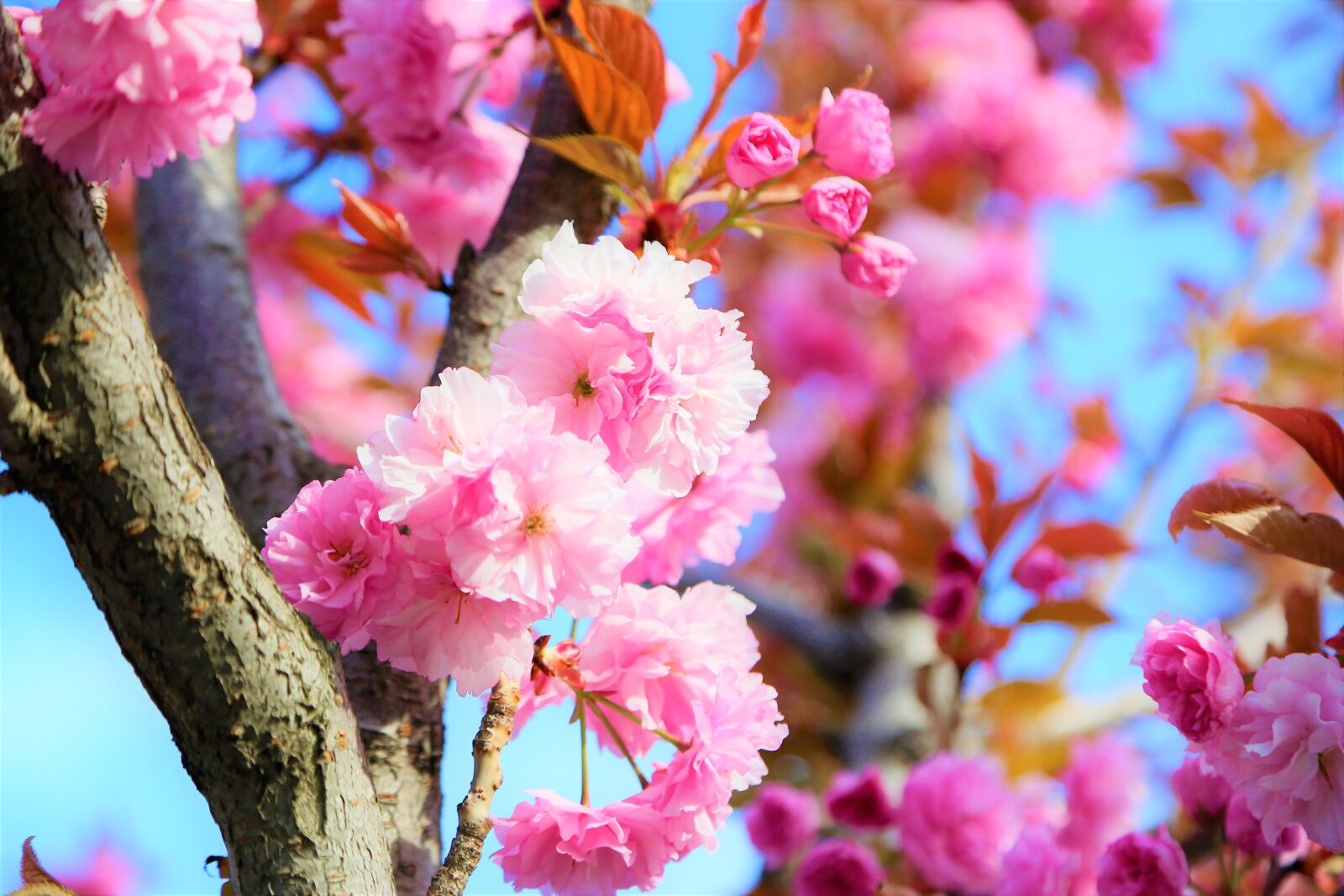 Canon EOS 5D Mark III sample photo. Flower, nature, spring photography