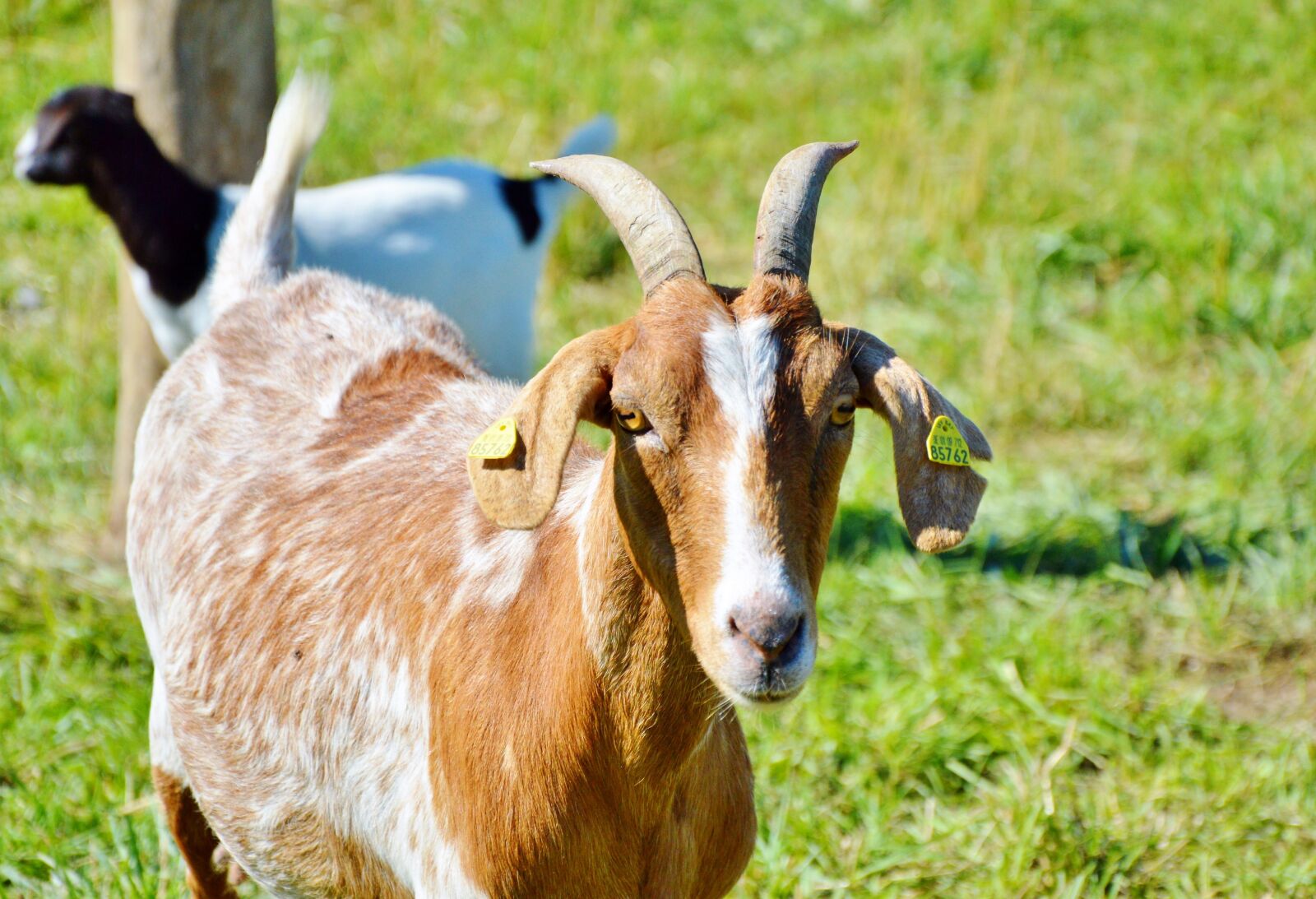 Nikon D3200 sample photo. Billy goat, goat, horns photography