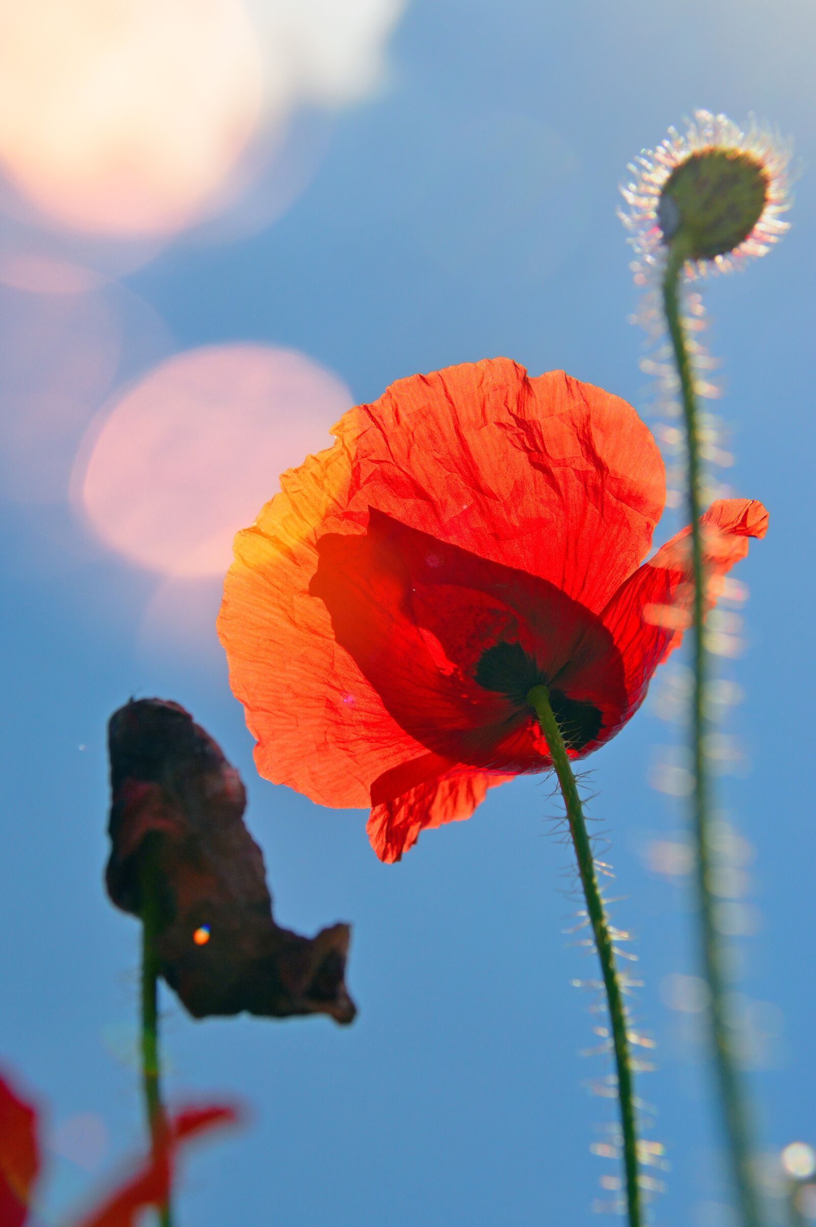 Nikon D3200 sample photo. Poppy, red, summer flower photography