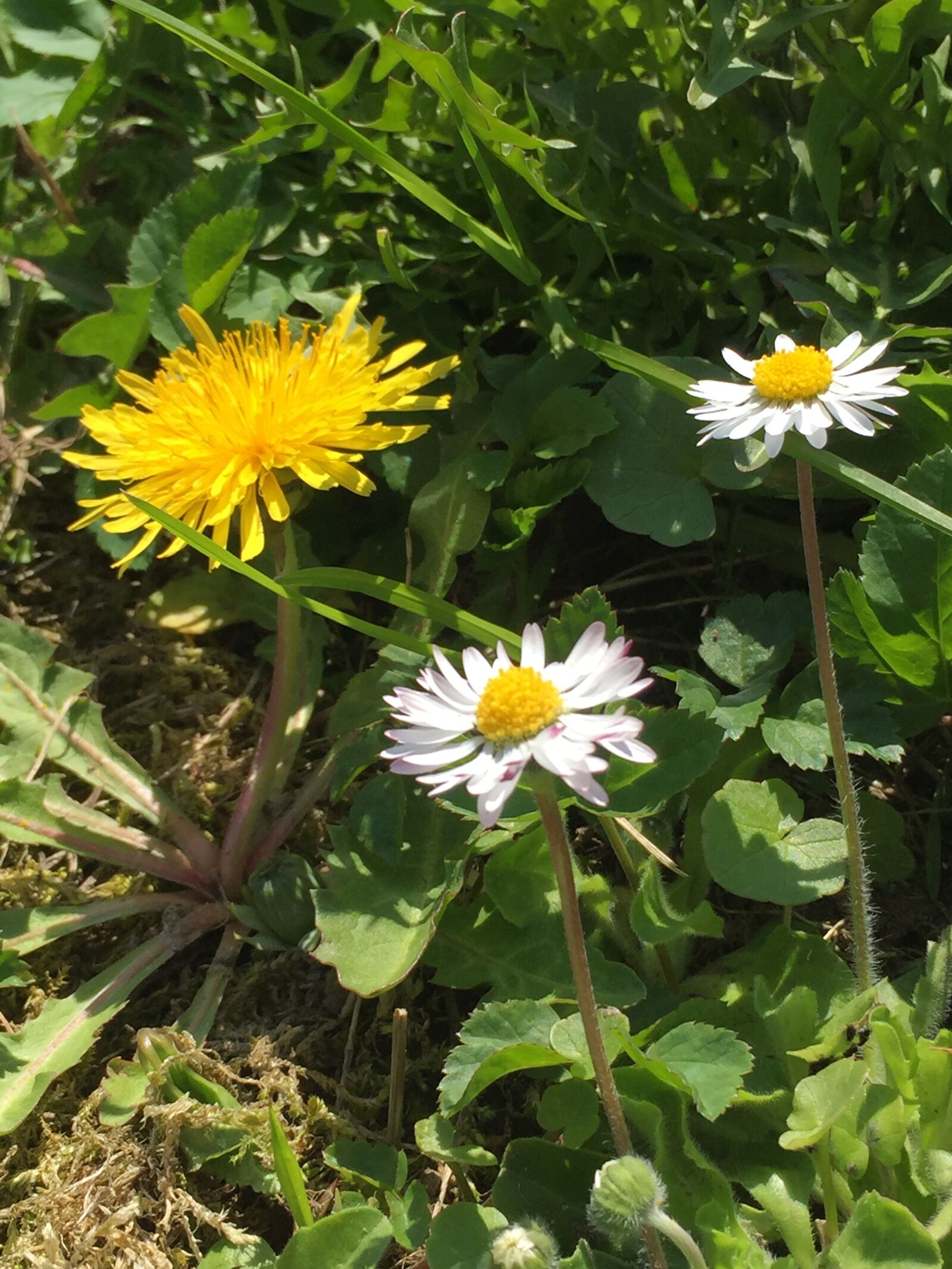 Apple iPhone 6 sample photo. Dandelion, daisy, spring photography