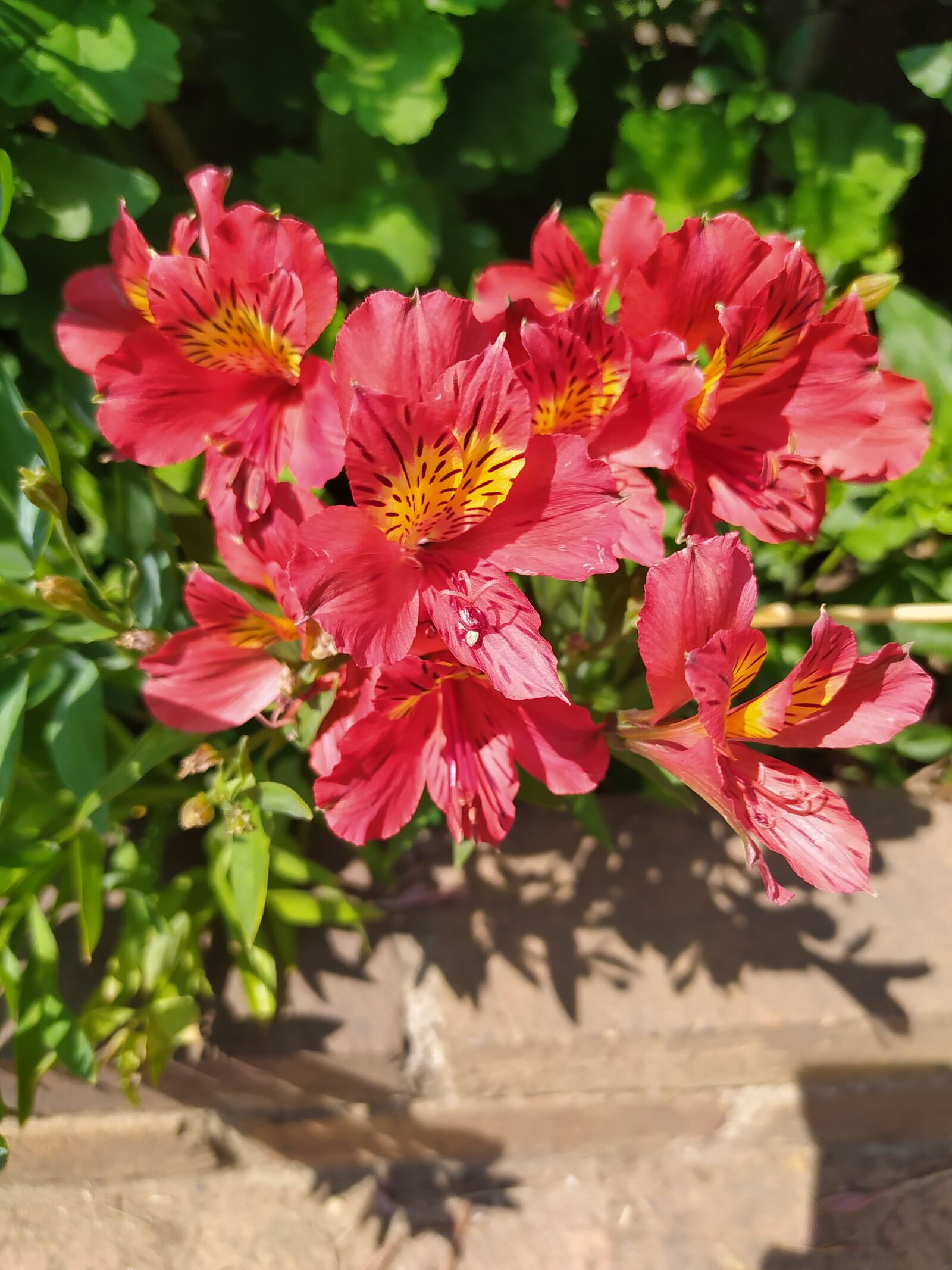 Xiaomi Redmi Note 8 sample photo. Flowers, red, garden photography