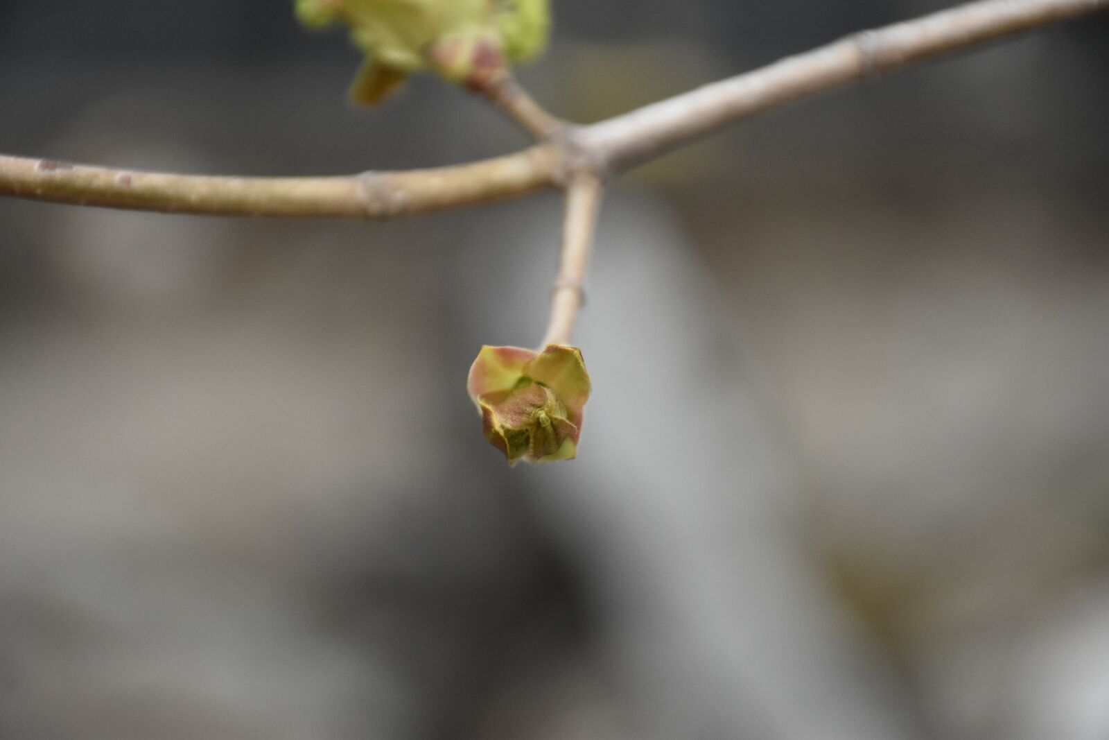Nikon D7200 sample photo. Maple tree, spring, growth photography