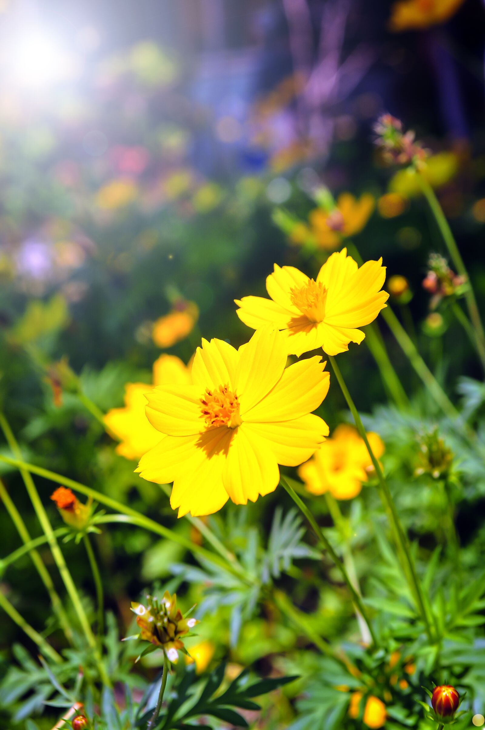 Nikon D90 sample photo. Flower, grass, nature photography