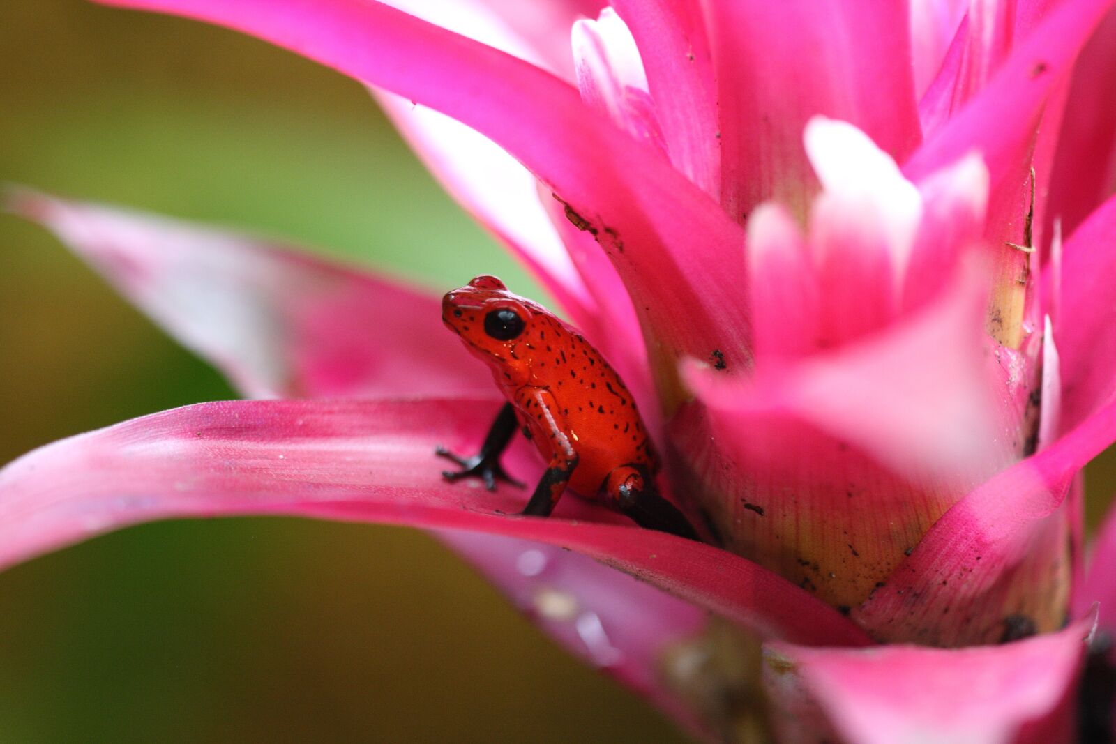 Canon EOS 400D (EOS Digital Rebel XTi / EOS Kiss Digital X) sample photo. Red, frog, pink photography