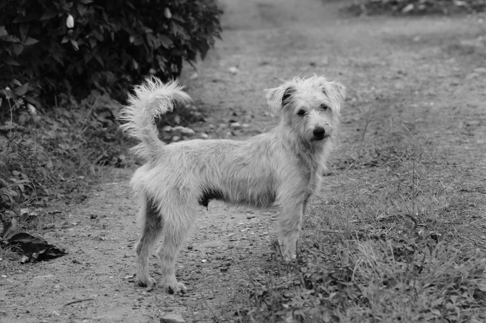 Sony Alpha DSLR-A390 sample photo. Fauna, ulloa, risaralda photography