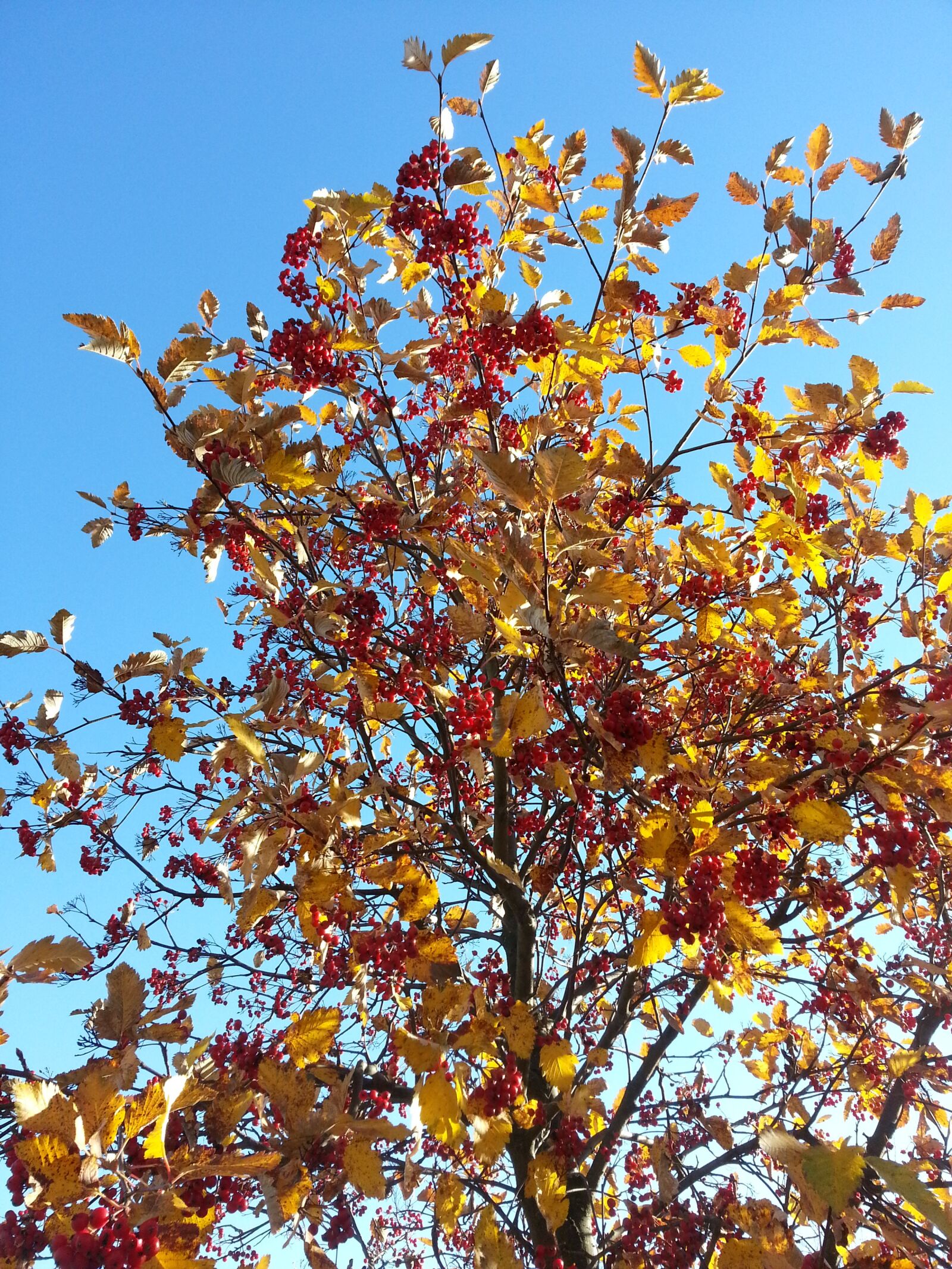 Samsung Galaxy S3 sample photo. Autumn, rowan, red berries photography