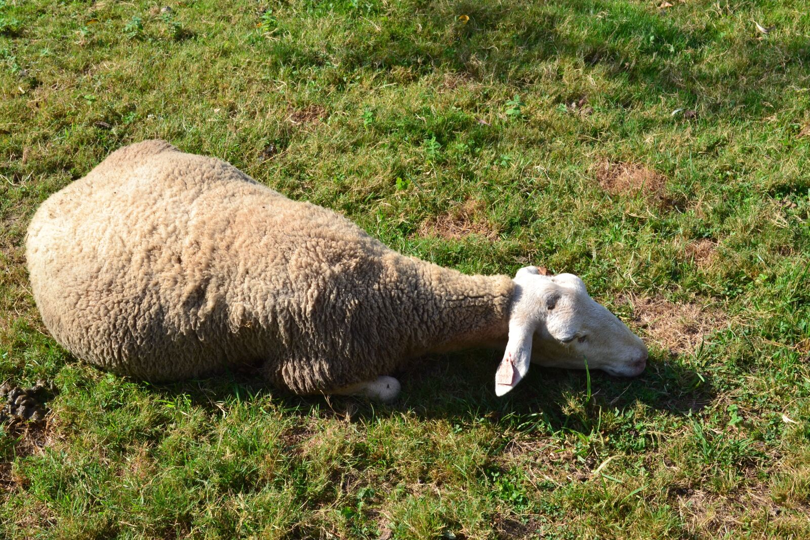 Nikon D3100 sample photo. Sheep, recumbent sheep, rest photography