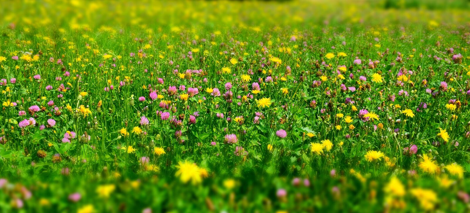Nikon D7200 sample photo. Meadow, flower meadow, wild photography