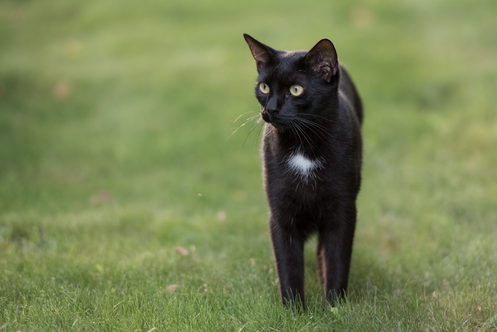Nikon D750 sample photo. Cat, black cat, grass photography