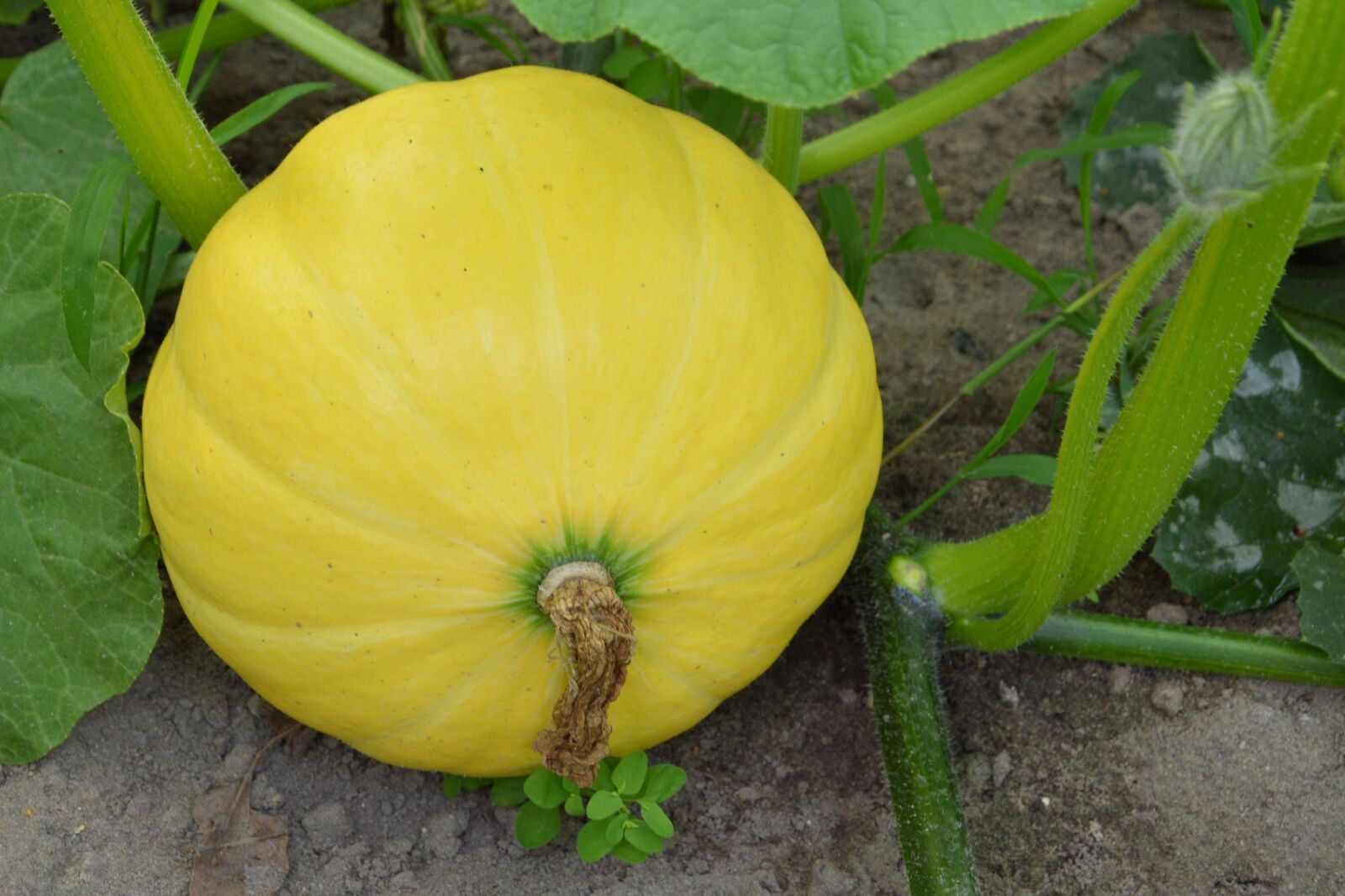 Nikon D3200 sample photo. Pumpkin, yellow green, immature photography