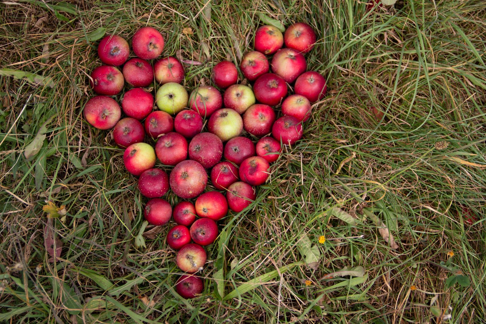Canon EOS 60D sample photo. Autumn, apple, red photography