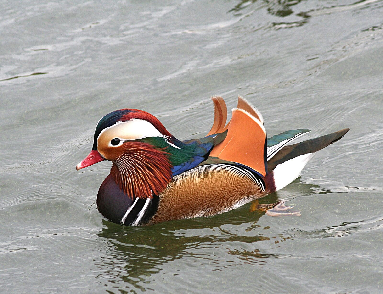 Canon EOS 350D (EOS Digital Rebel XT / EOS Kiss Digital N) sample photo. Mandarin duck, waterfowl, bird photography