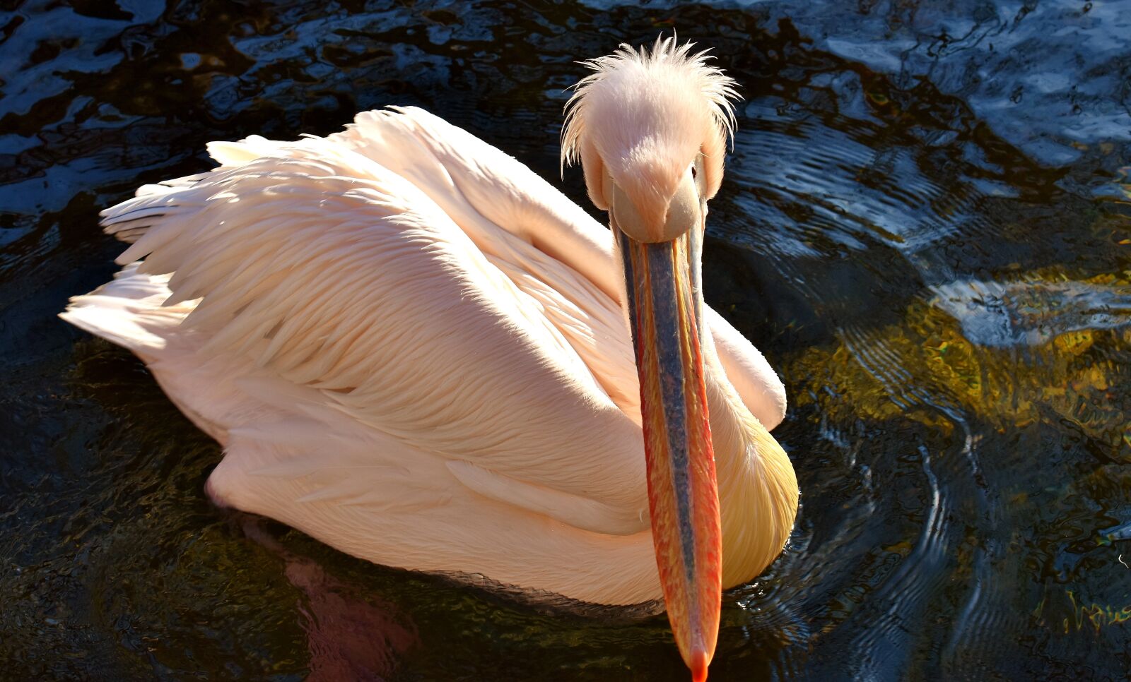 Nikon D7200 sample photo. Pelikan, bird, bill photography