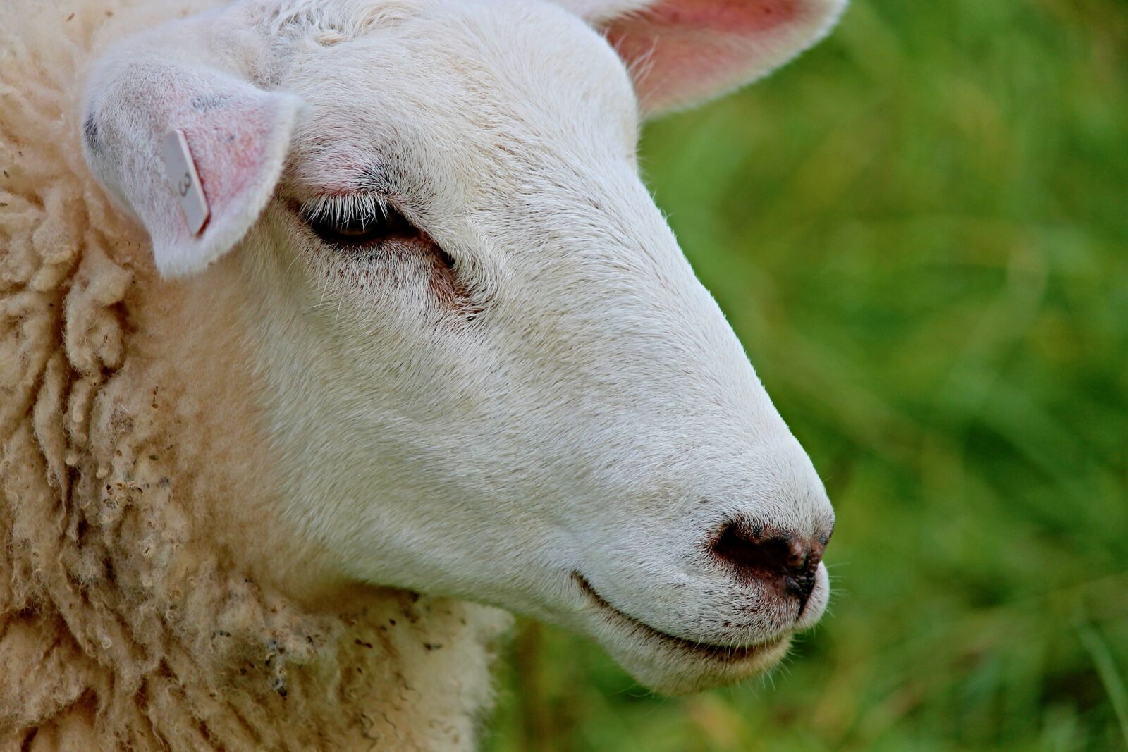 Canon EOS 1100D (EOS Rebel T3 / EOS Kiss X50) sample photo. Sheep, portrait, sheepshead photography