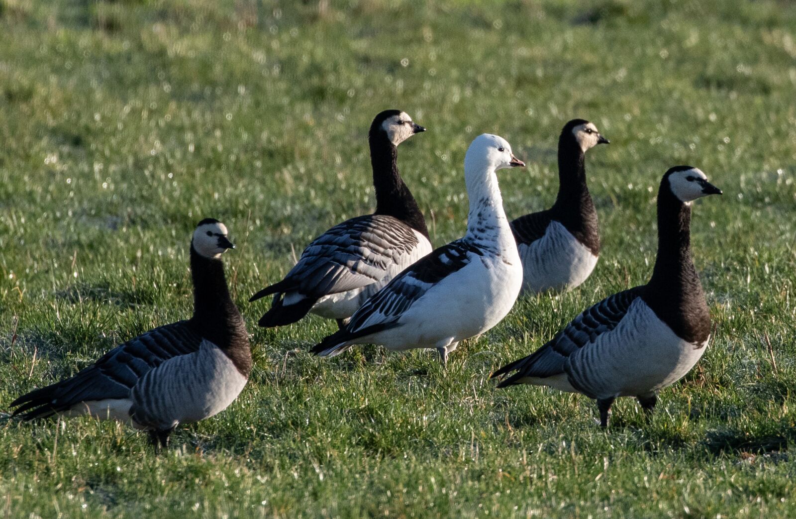 Canon EOS 7D Mark II sample photo. Snow goose, hybrid, barnacle photography