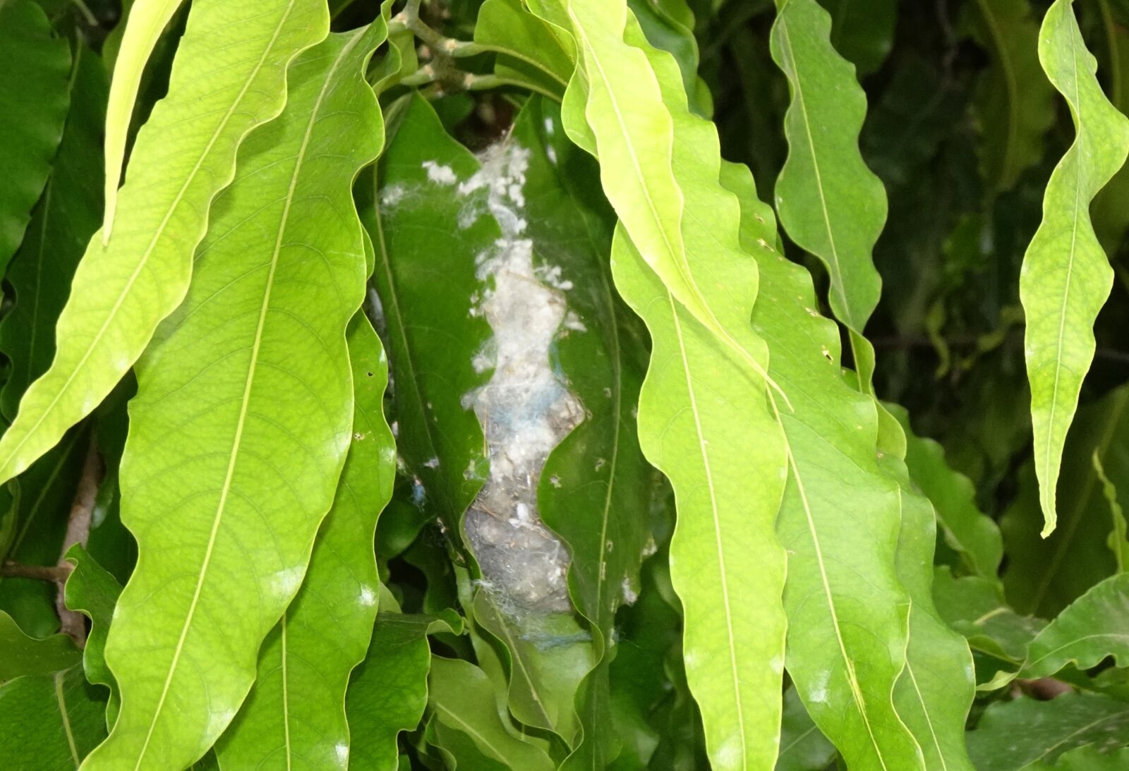 Sony DSC-WX800 sample photo. Nest, bird, tailorbird photography