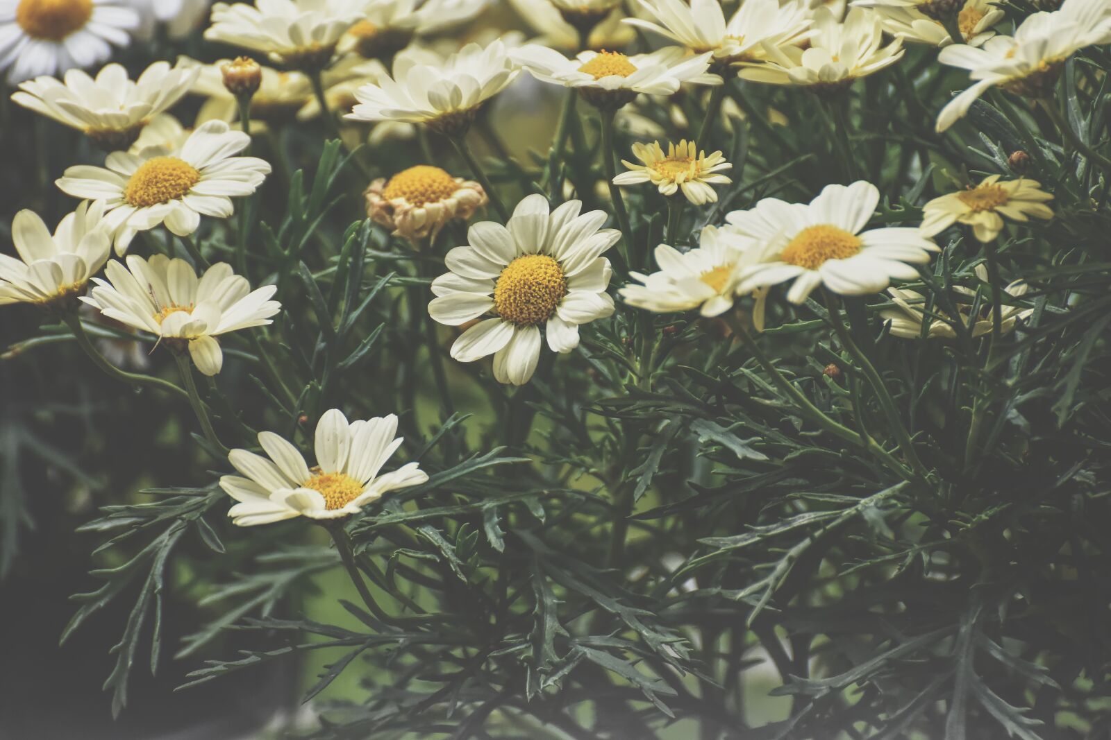 Nikon D7200 sample photo. Daisies, yellow, flower photography