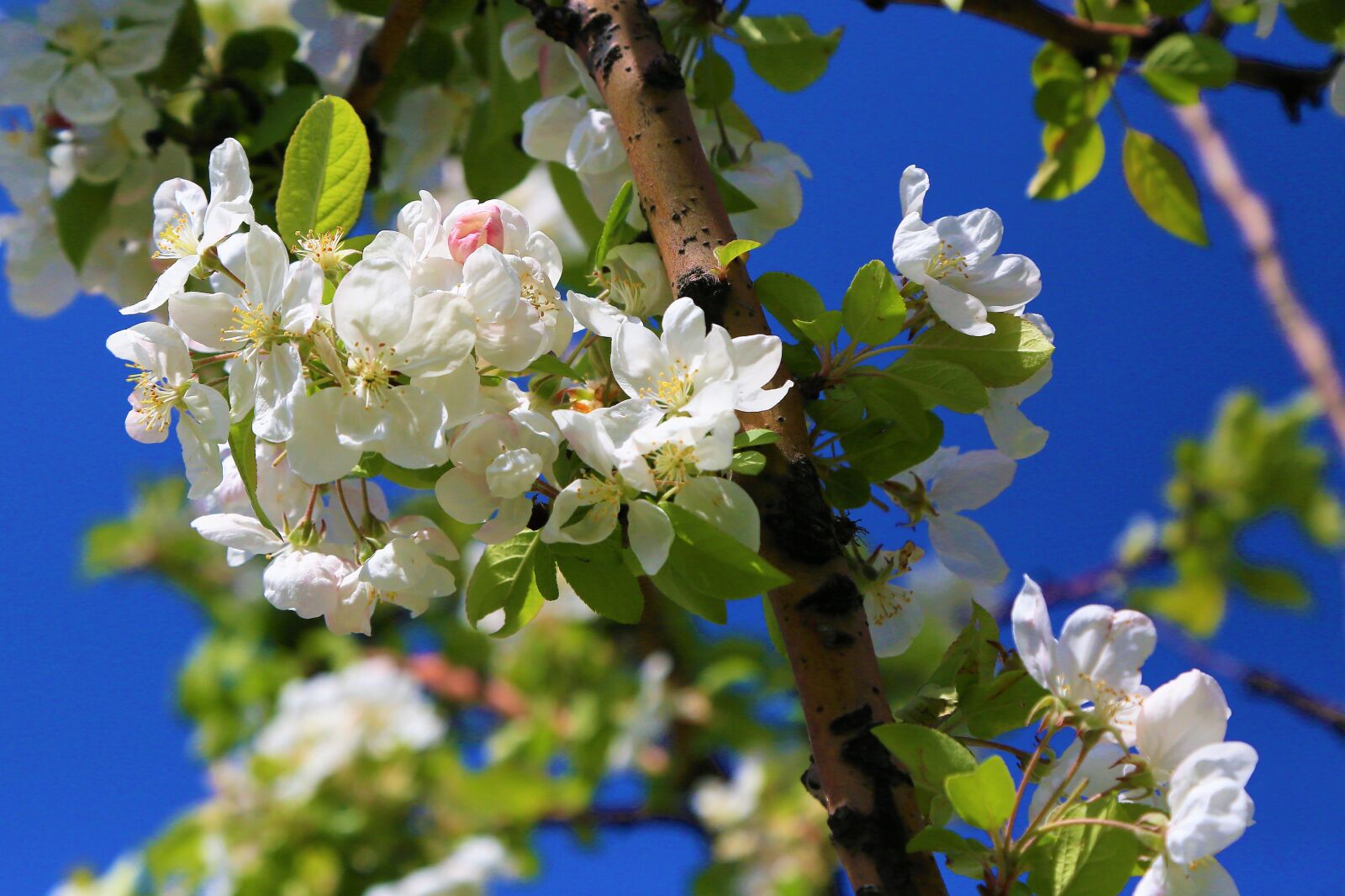 Canon EF 24-105mm F4L IS USM sample photo. Flowers, spring, nature photography