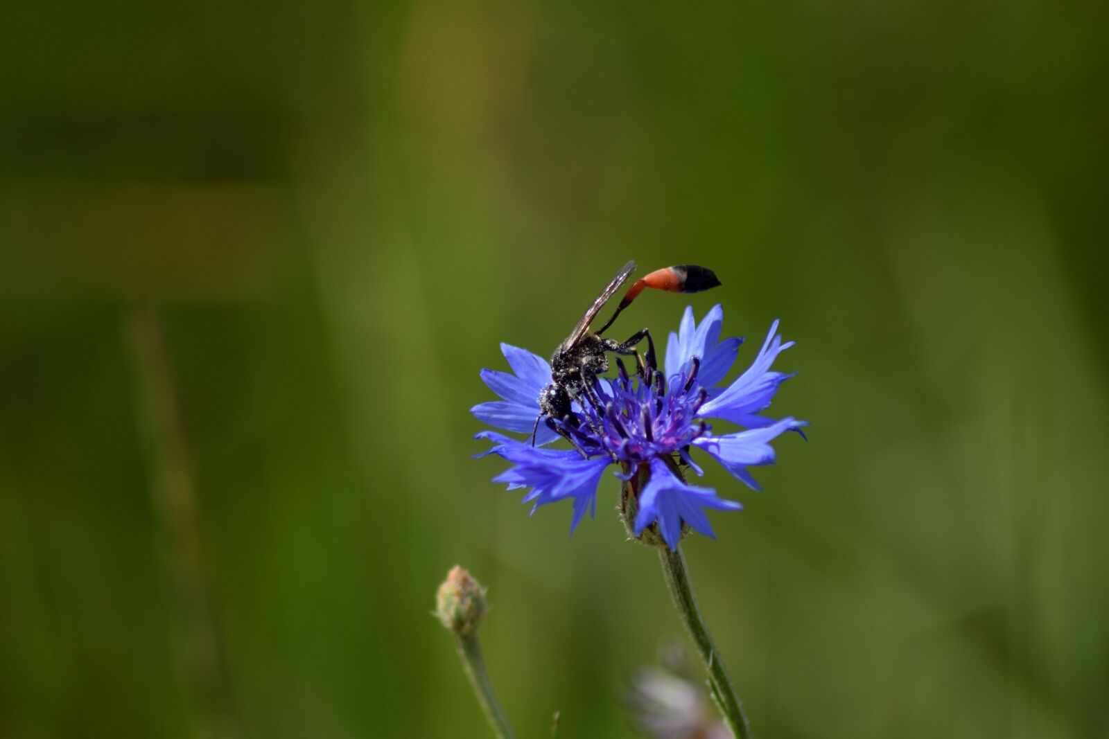 Nikon D3300 sample photo. Grass, osa, the petals photography