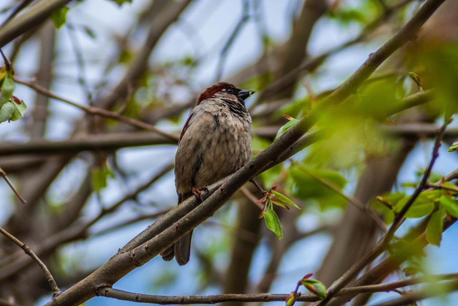 Nikon D60 sample photo. Sparrow, ornithology, bird photography