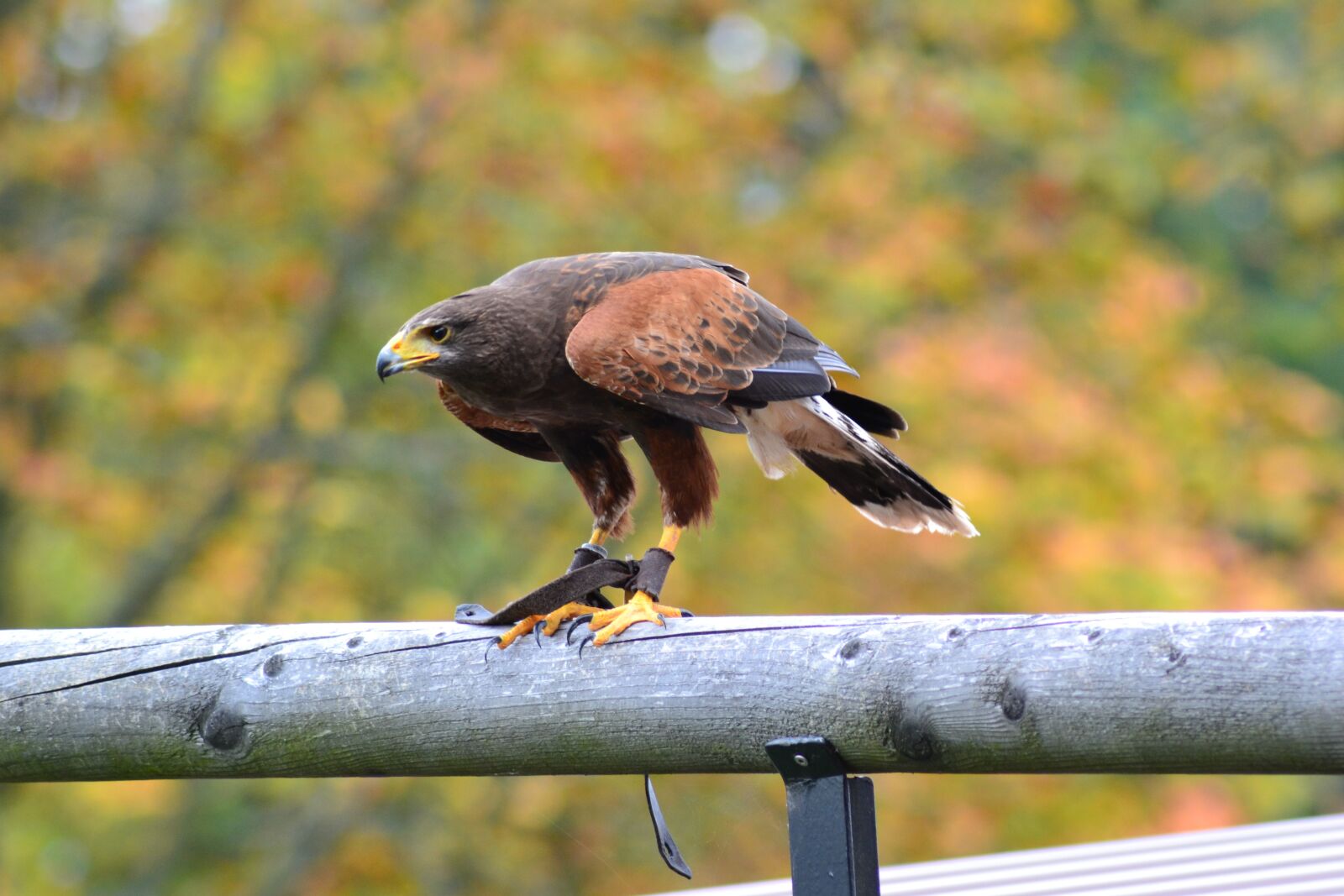 Nikon D3100 sample photo. Milan, wildlife park, bird photography