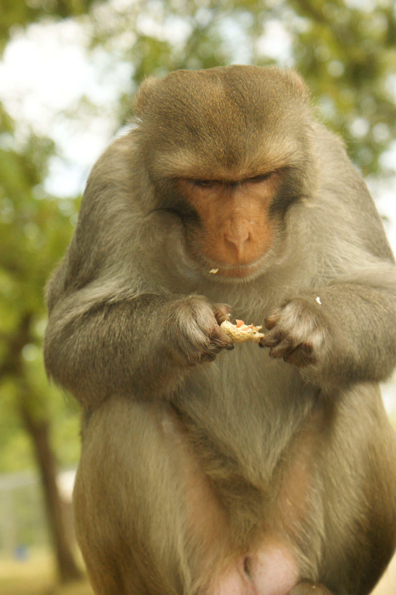 Sony Alpha DSLR-A350 sample photo. Animal, fur, monkey, nature photography