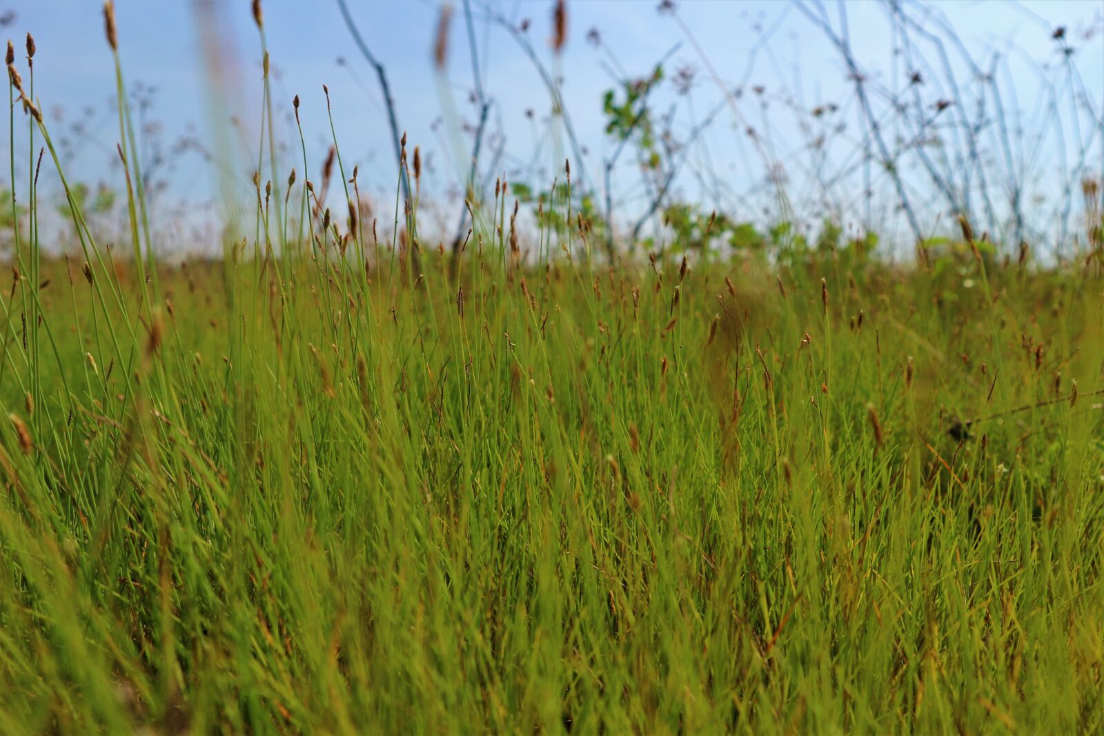 Canon EOS M10 sample photo. Grass, gree, park photography
