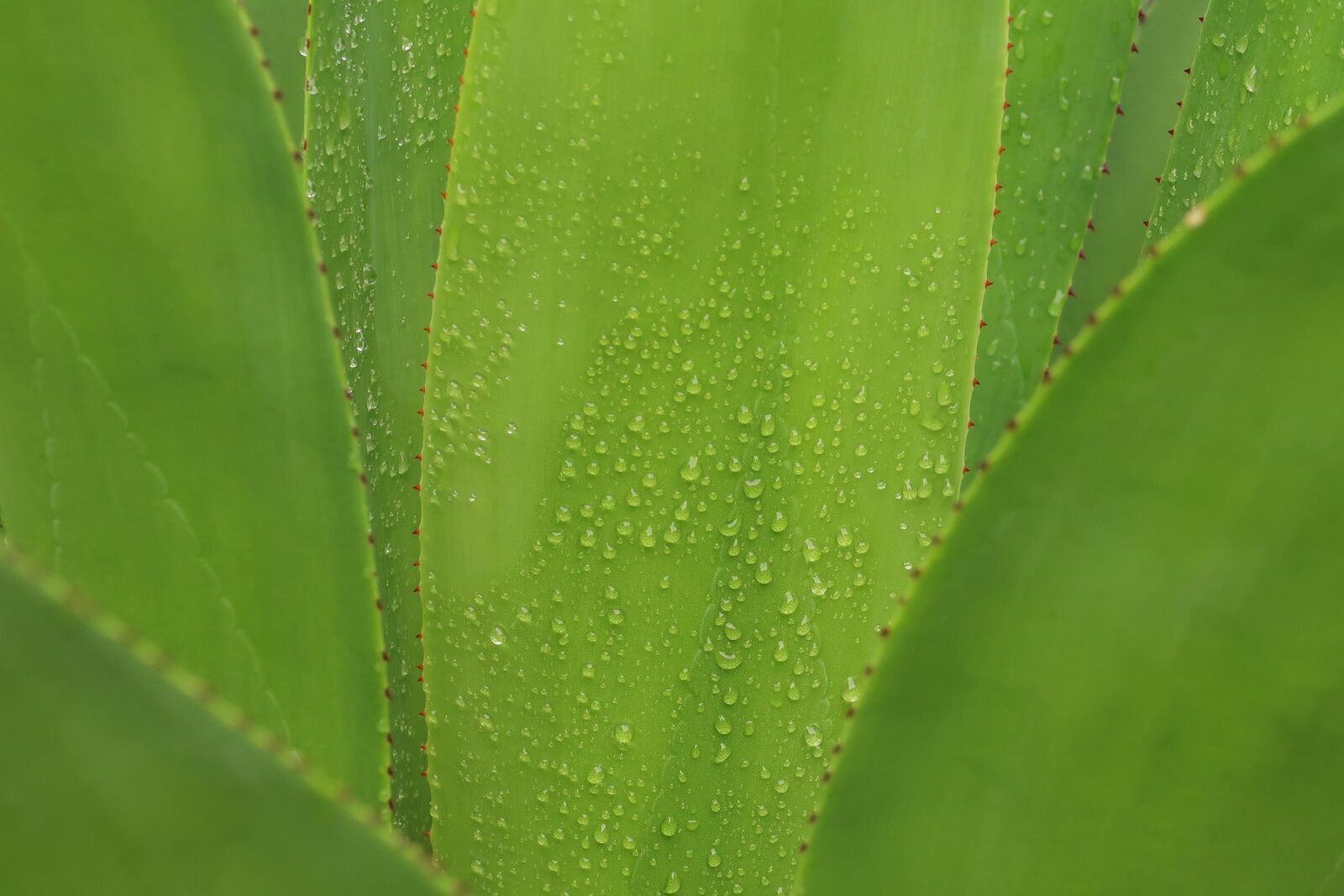 Canon PowerShot G7 X Mark II sample photo. Aloe, green, dew photography