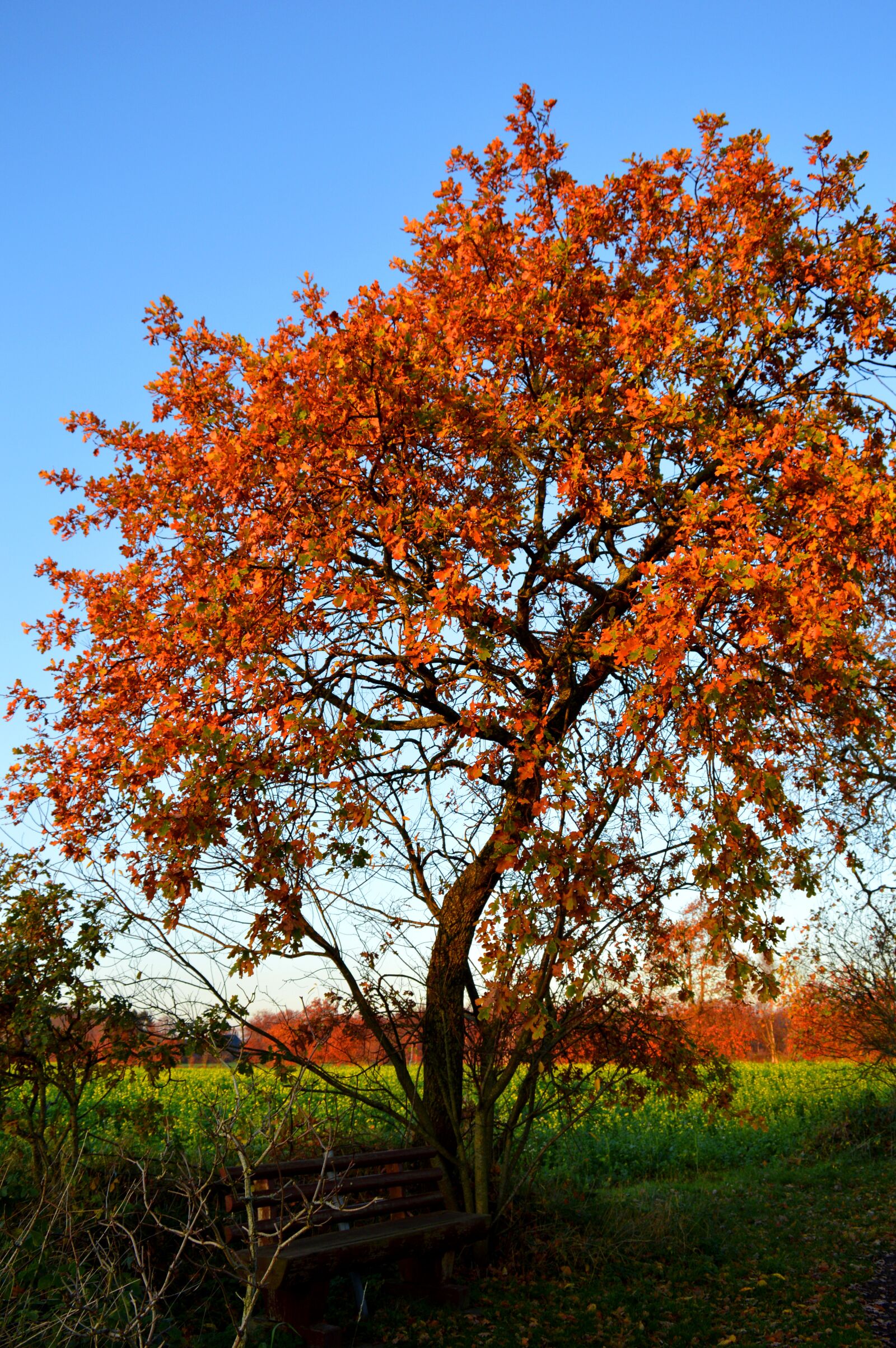 Nikon D3200 sample photo. Tree, autumn colours, bank photography