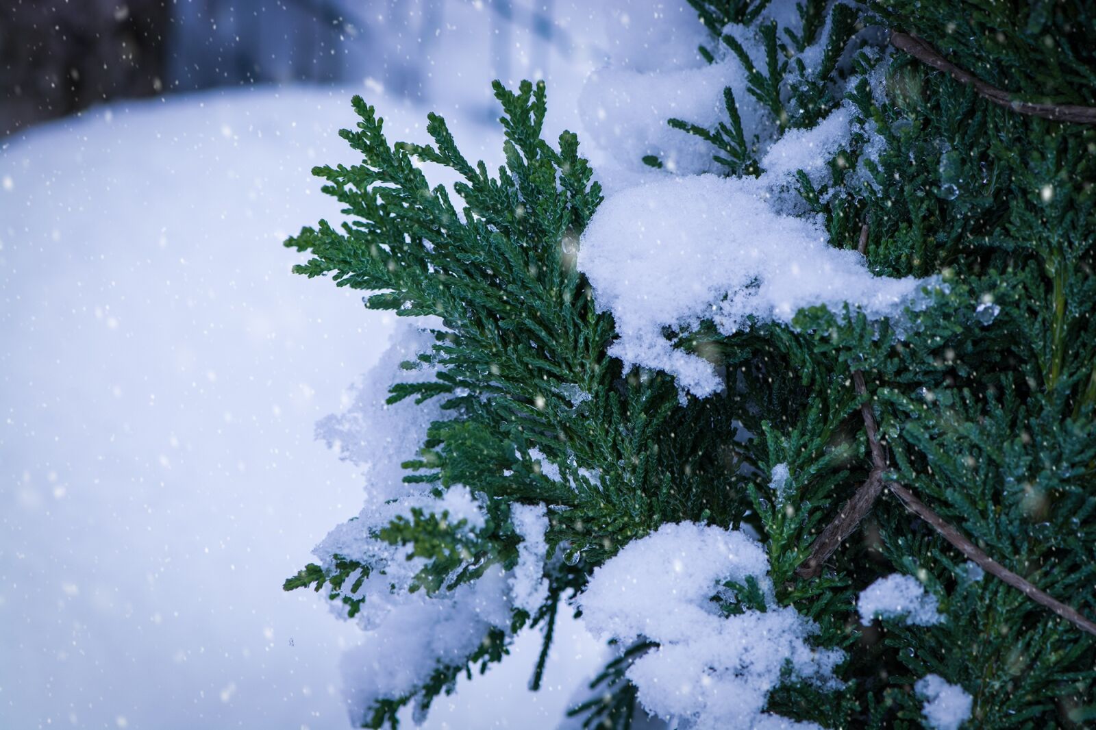 Nikon D7100 sample photo. Winter, snow, snowy photography