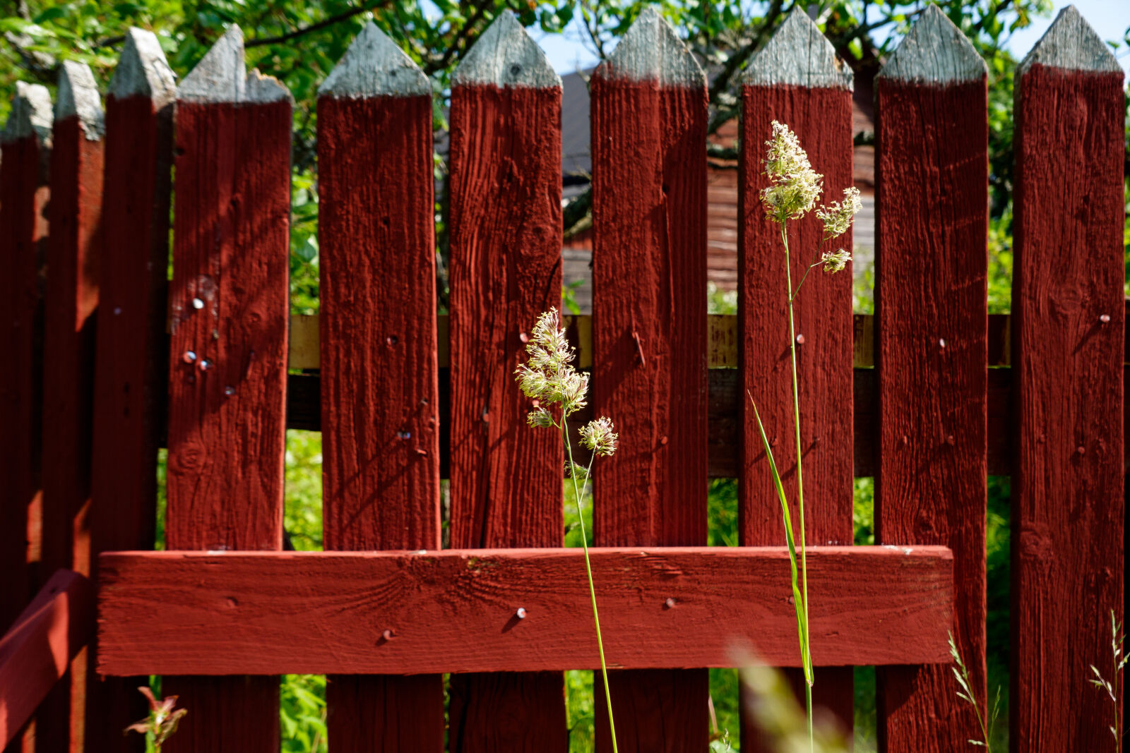 Sony ZV-1 Mark II sample photo. Plant for the fence photography