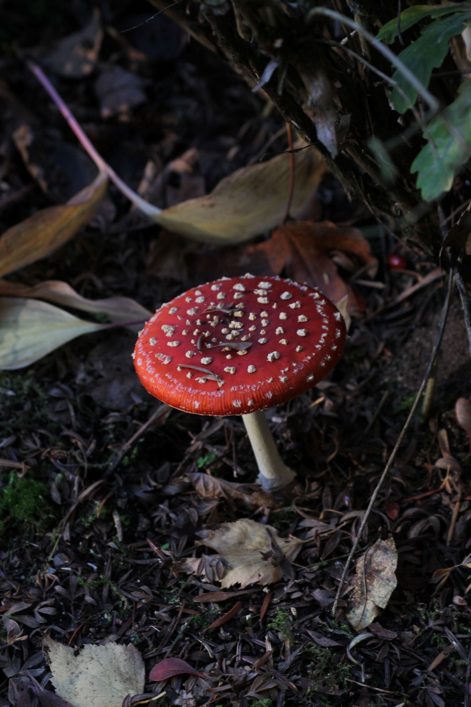 Canon EOS 1100D (EOS Rebel T3 / EOS Kiss X50) sample photo. Forest, mushroom, psychodelisch photography
