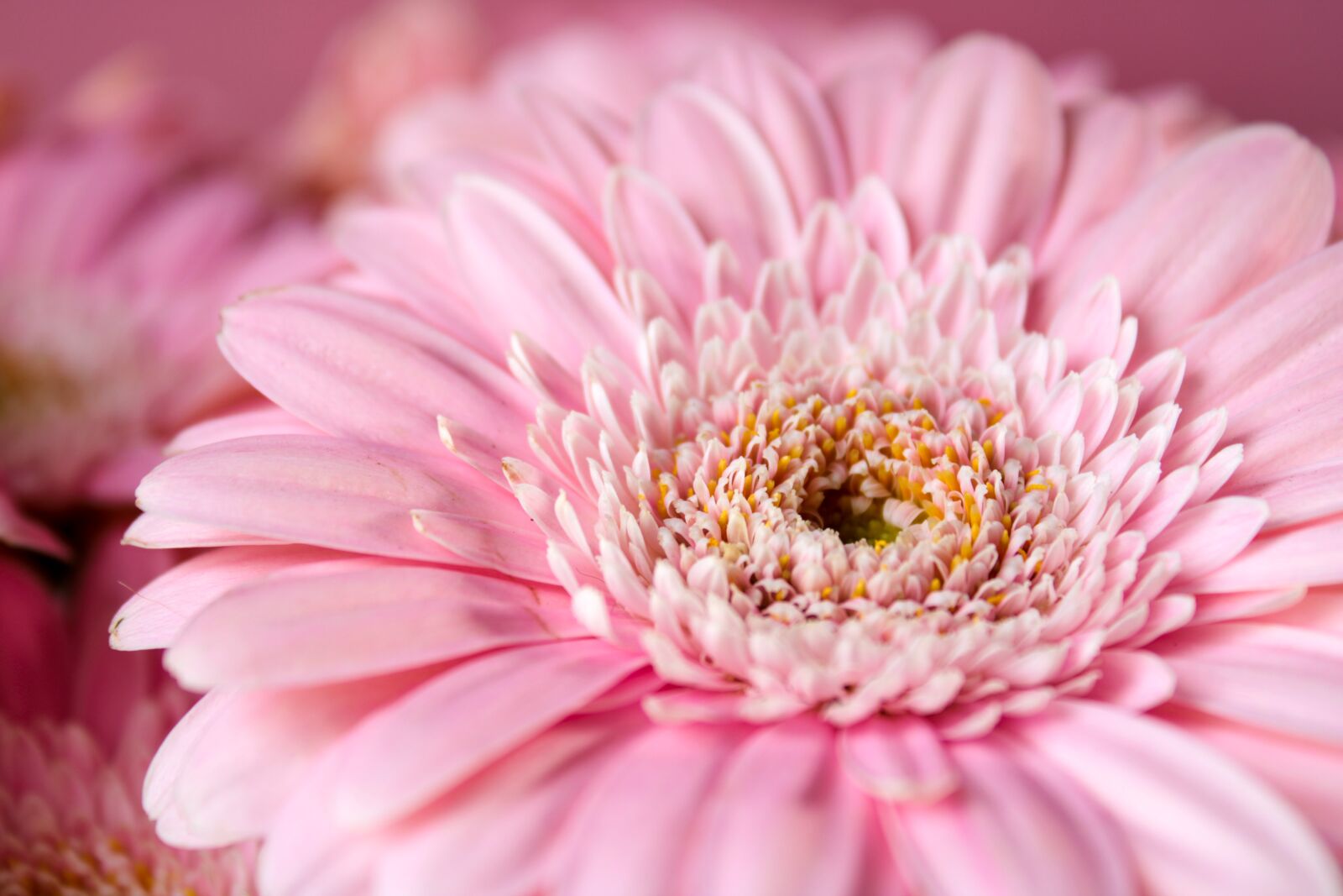 Canon EOS 2000D (EOS Rebel T7 / EOS Kiss X90 / EOS 1500D) sample photo. Gerbera, pink, flower photography
