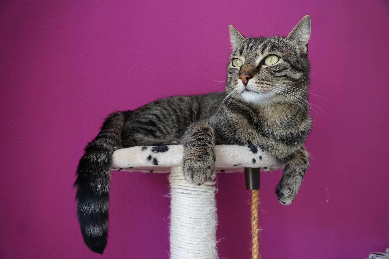 Sony ILCA-77M2 + Sony DT 16-50mm F2.8 SSM sample photo. Cat, tiger, pet photography