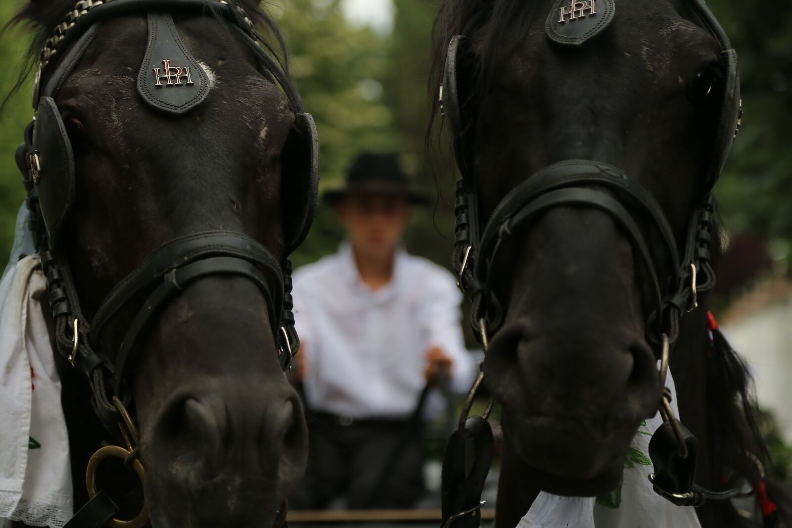 Canon EOS 6D + Canon EF 24-105mm F4L IS USM sample photo. Animals, horses, harness, carriage photography