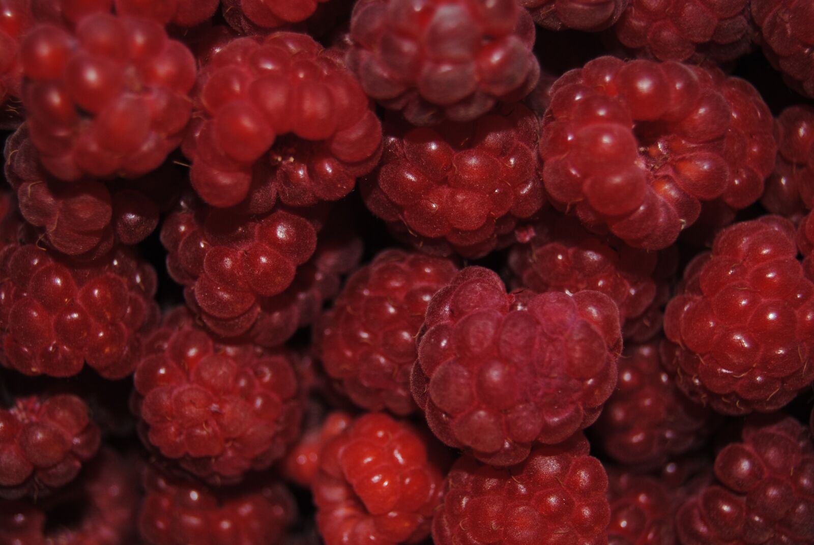 Nikon D3000 sample photo. Berry, raspberry, fruit photography