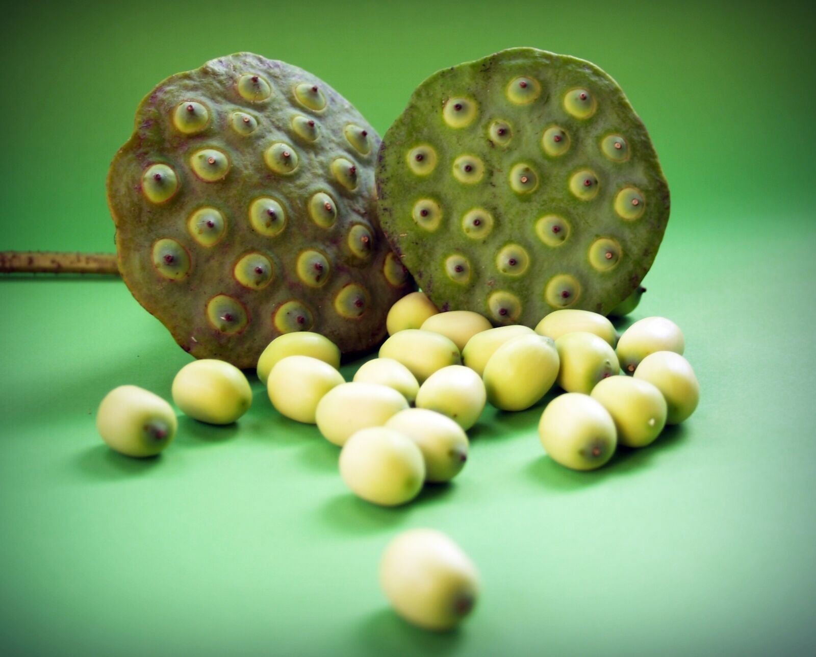 Olympus E-300 (EVOLT E-300) sample photo. Lotus, seed, flower photography