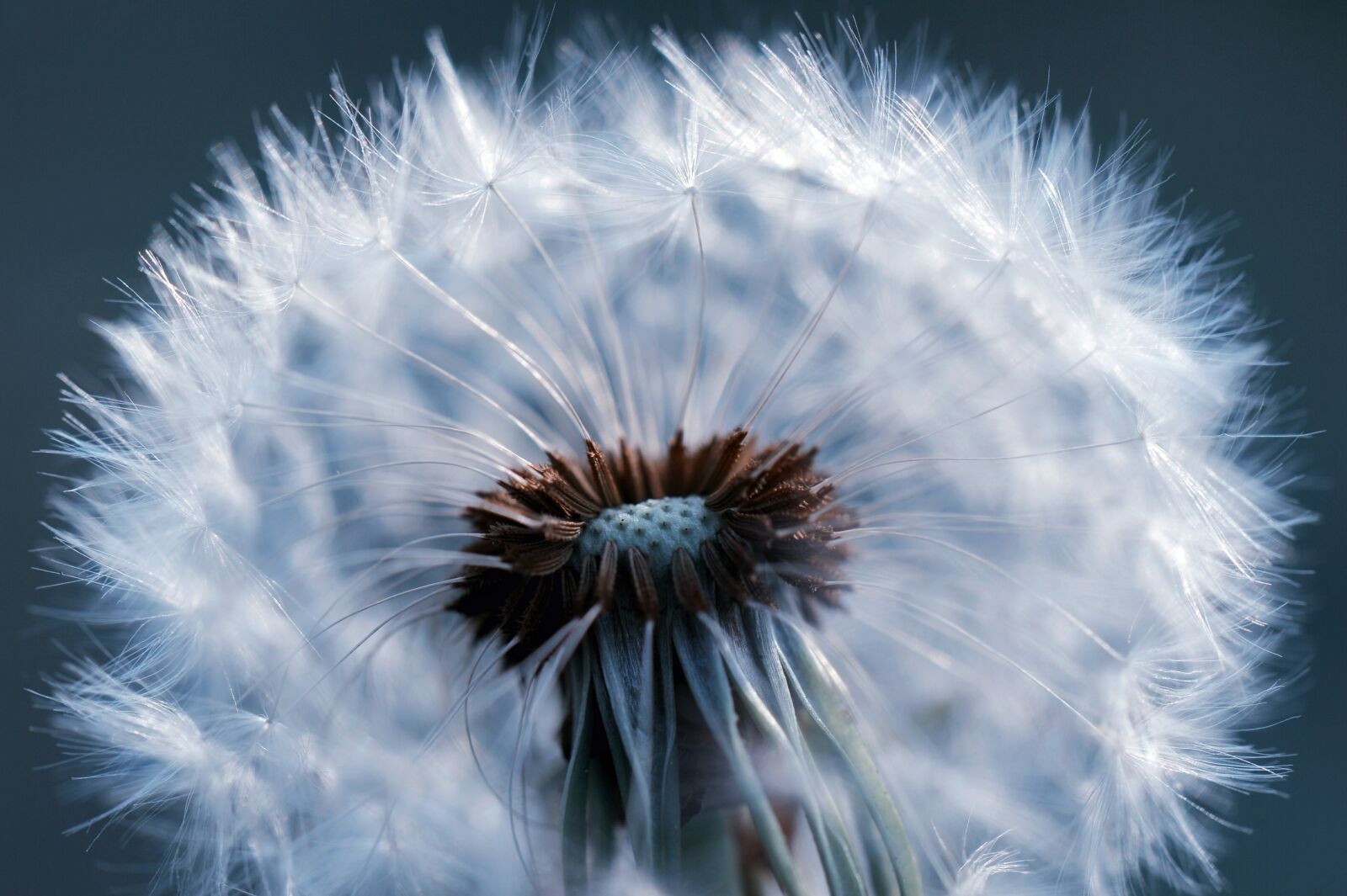 Nikon D3S sample photo. Dandelion, fluffy, nature photography