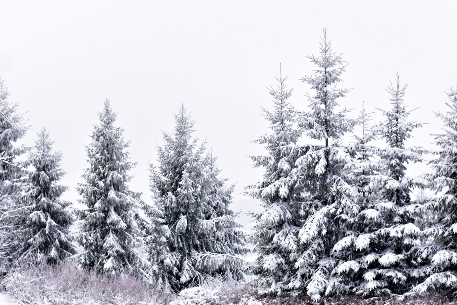 Nikon D3500 sample photo. Snow, xmas, tree photography