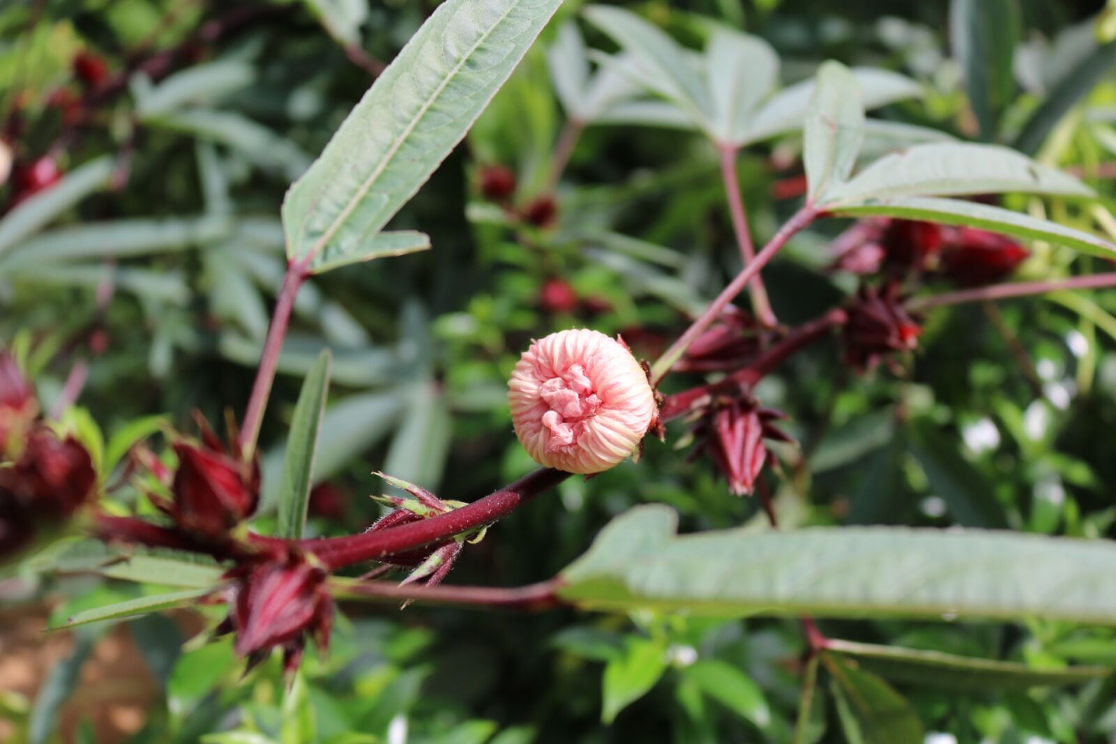 Canon EOS 750D (EOS Rebel T6i / EOS Kiss X8i) sample photo. Bup flower vinegar, hibiscus photography