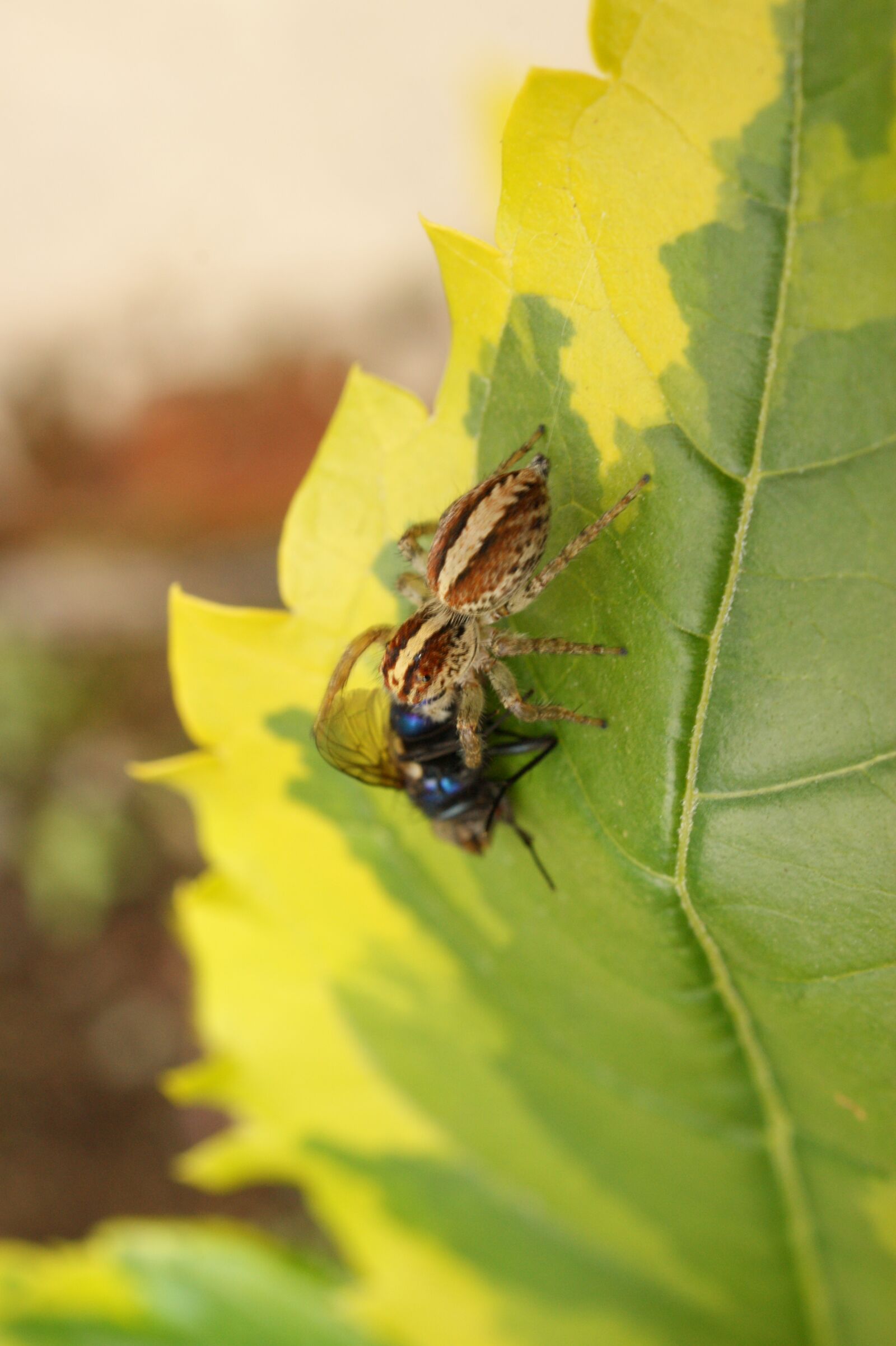 Sony Alpha DSLR-A390 sample photo. Images, area, kettle photography