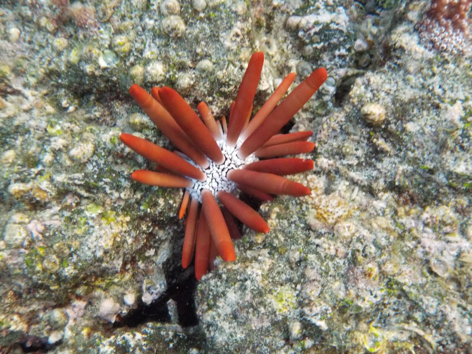 Nikon Coolpix S32 sample photo. Hawaii, sea urchin, tropical photography