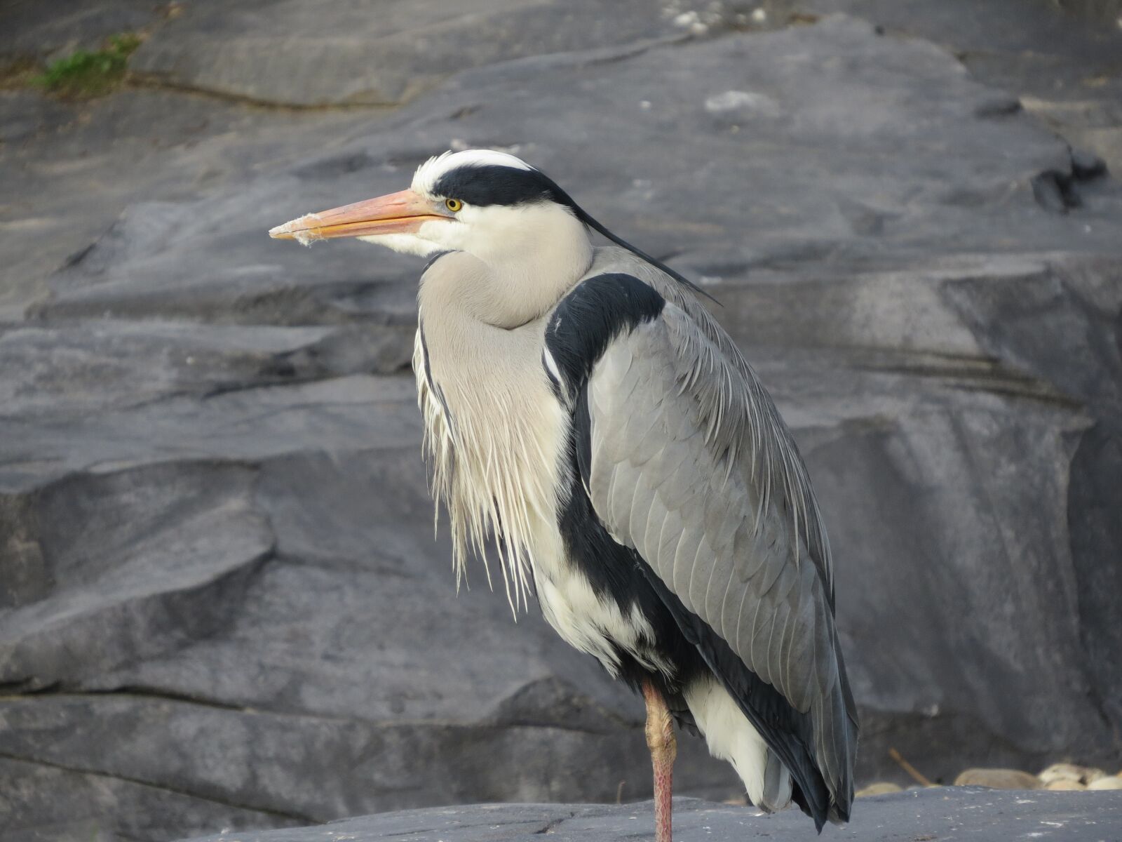 Canon PowerShot SX50 HS sample photo. Heron, bird, blue heron photography