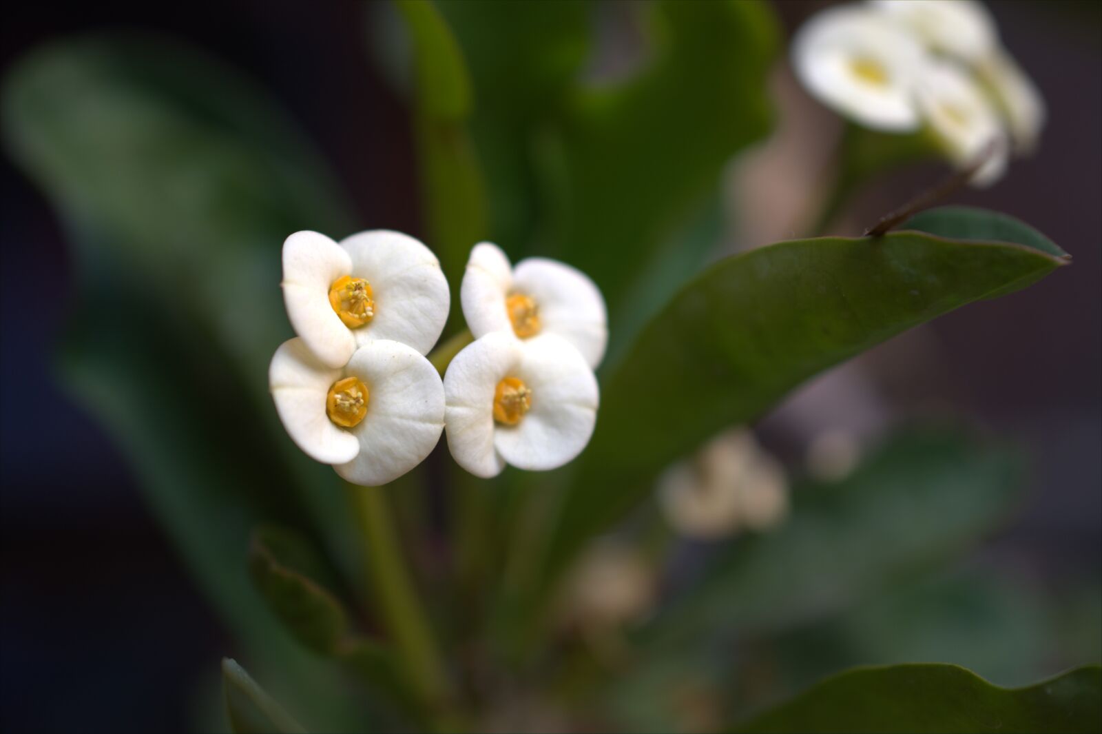 Nikon D7500 sample photo. Flowers, small, spring photography